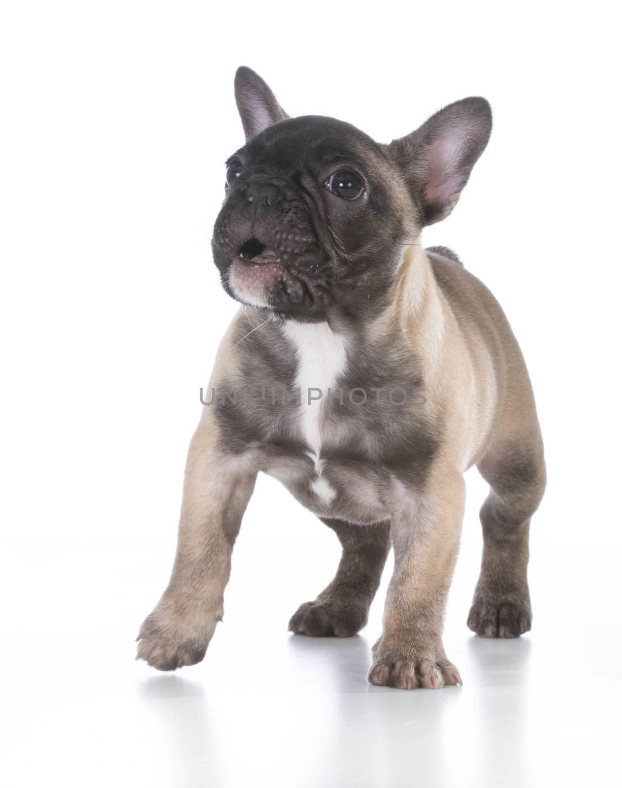 french bulldog with cute expression standing on white background