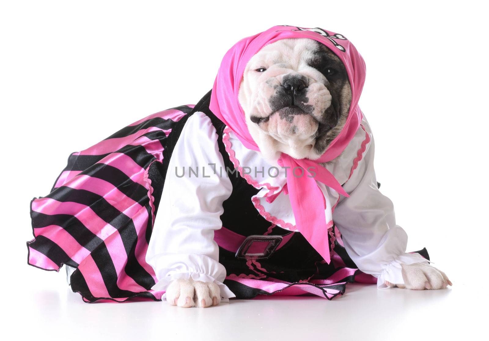 dog dressed up like a pirate on white background - bulldog female