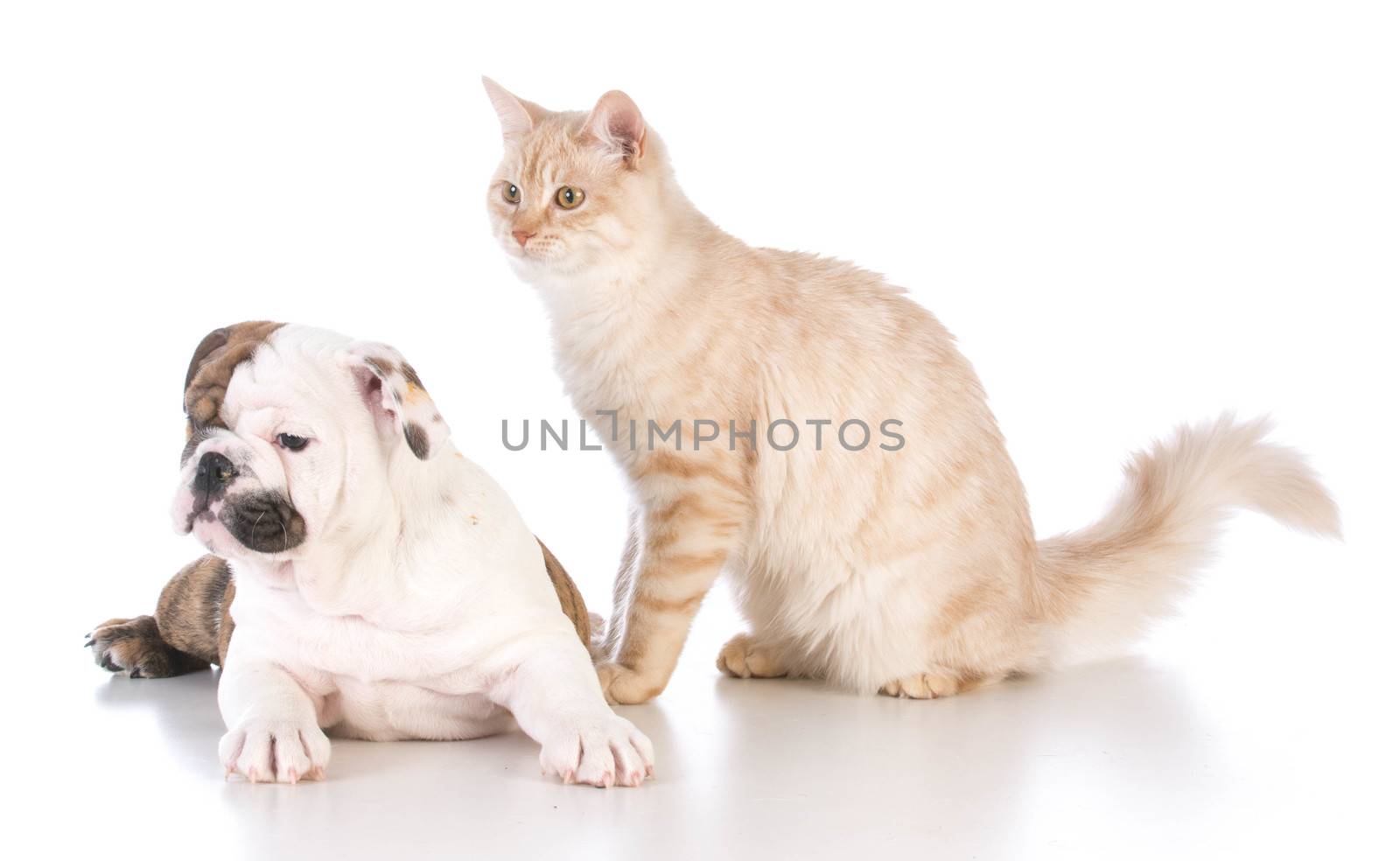 dog and cat isolated on white background