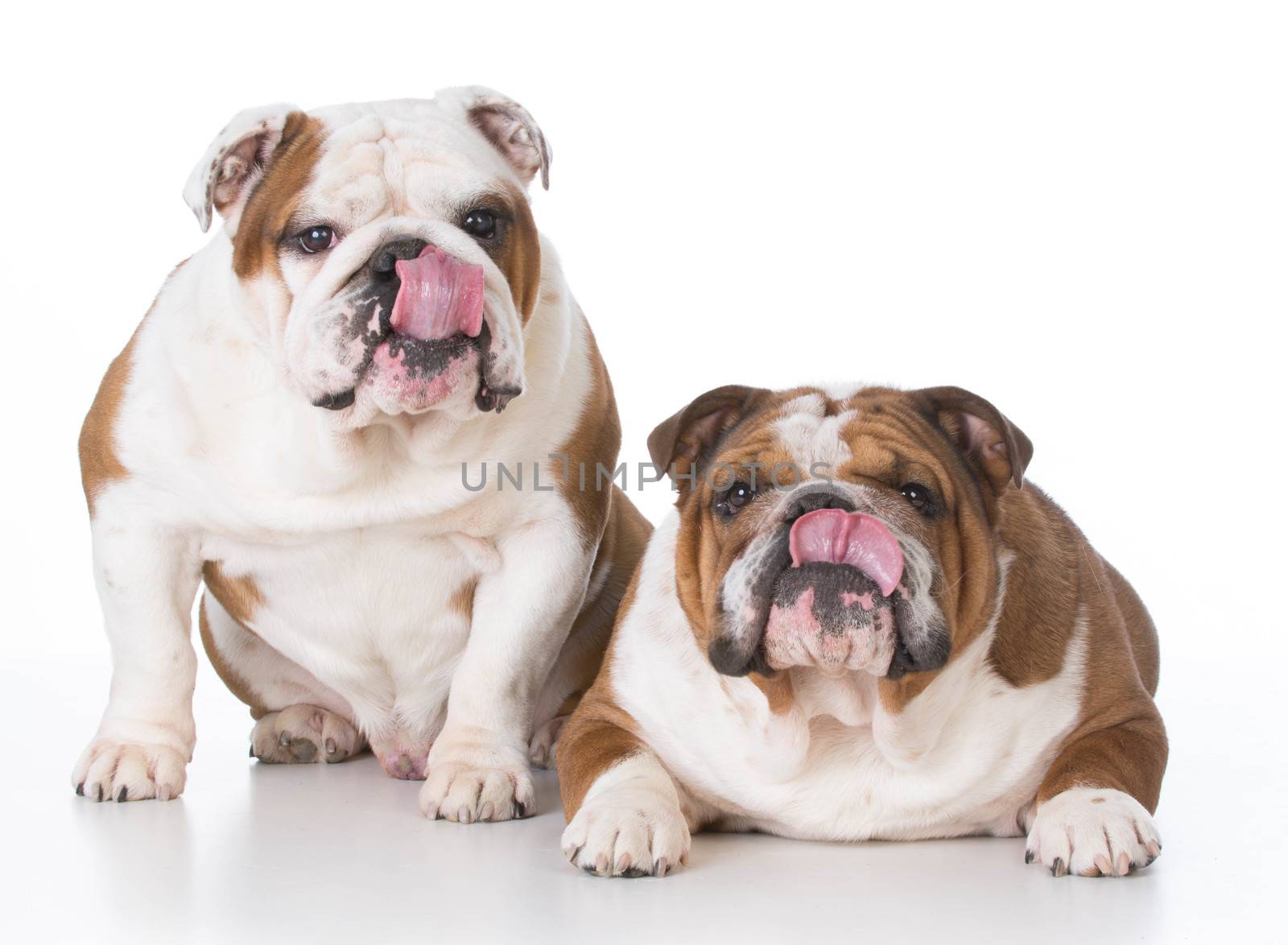 two bulldogs licking lips on white background