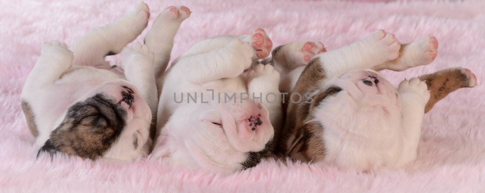 sleeping puppies by willeecole123