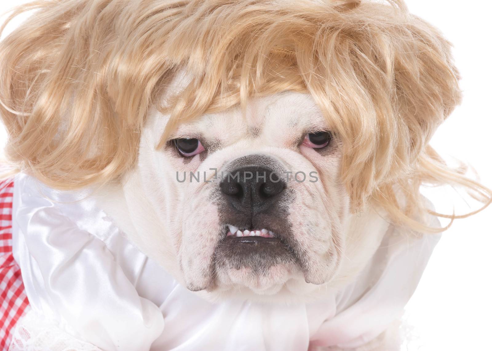 female bulldog wearing wig and dress on white background