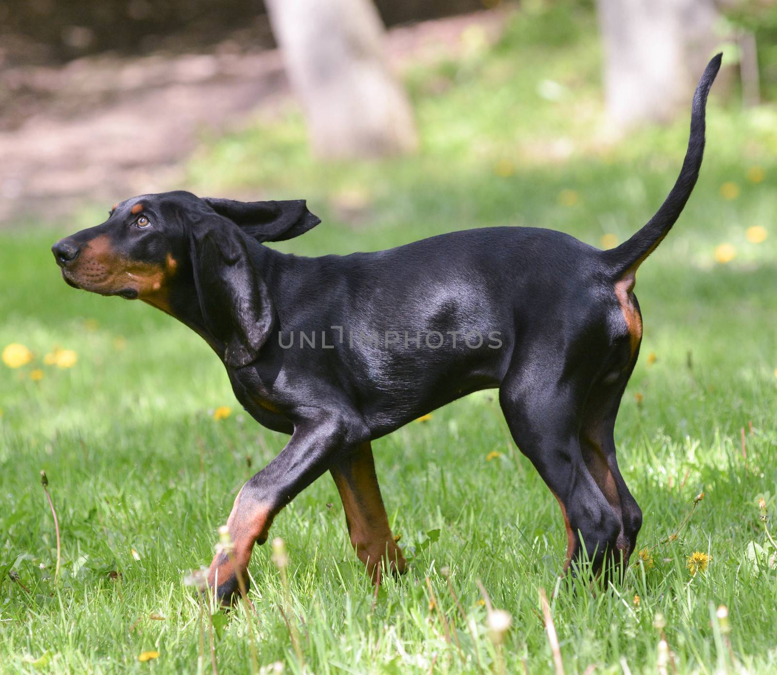 black and tan coonhound on the grass