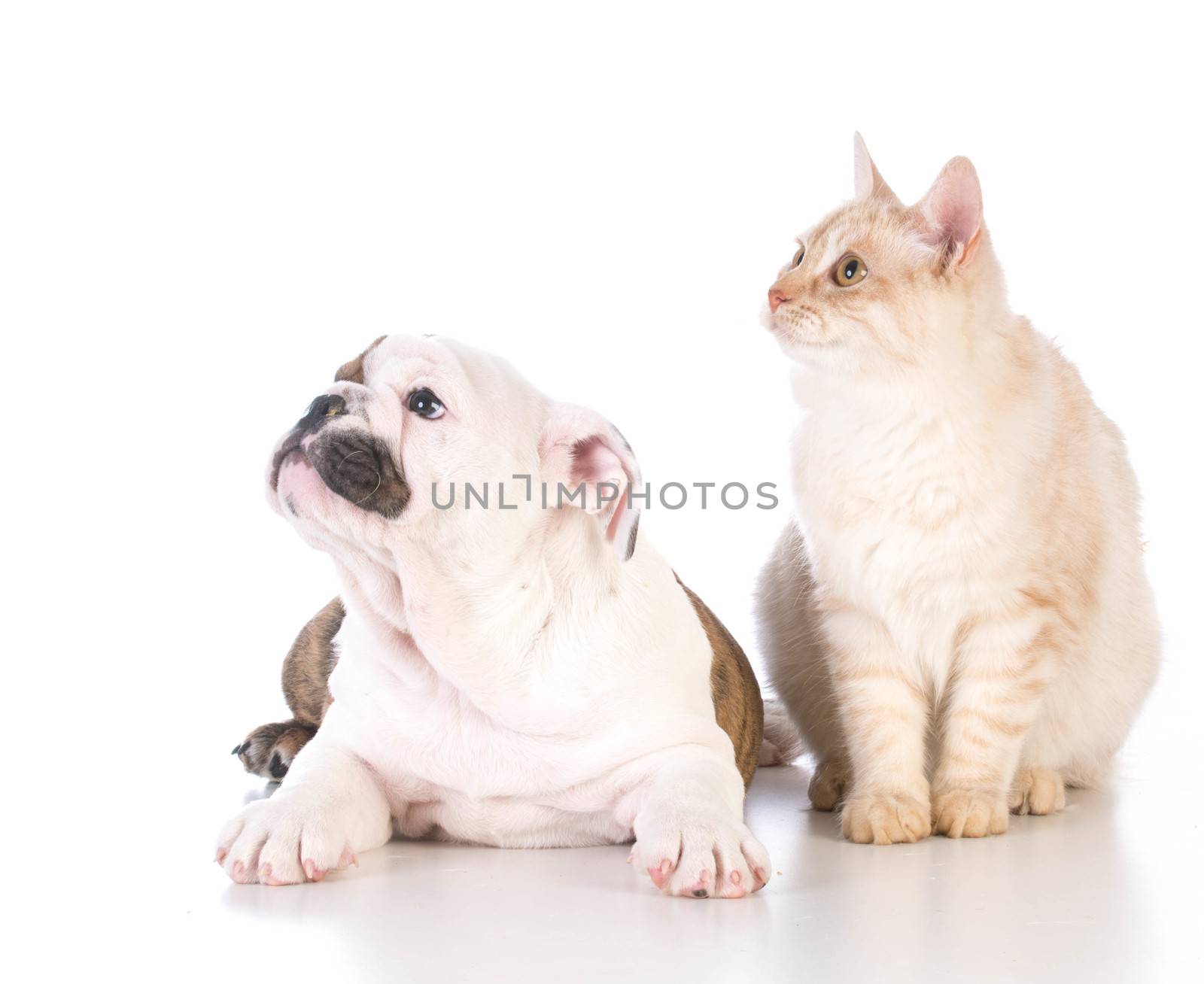 dog and cat by willeecole123