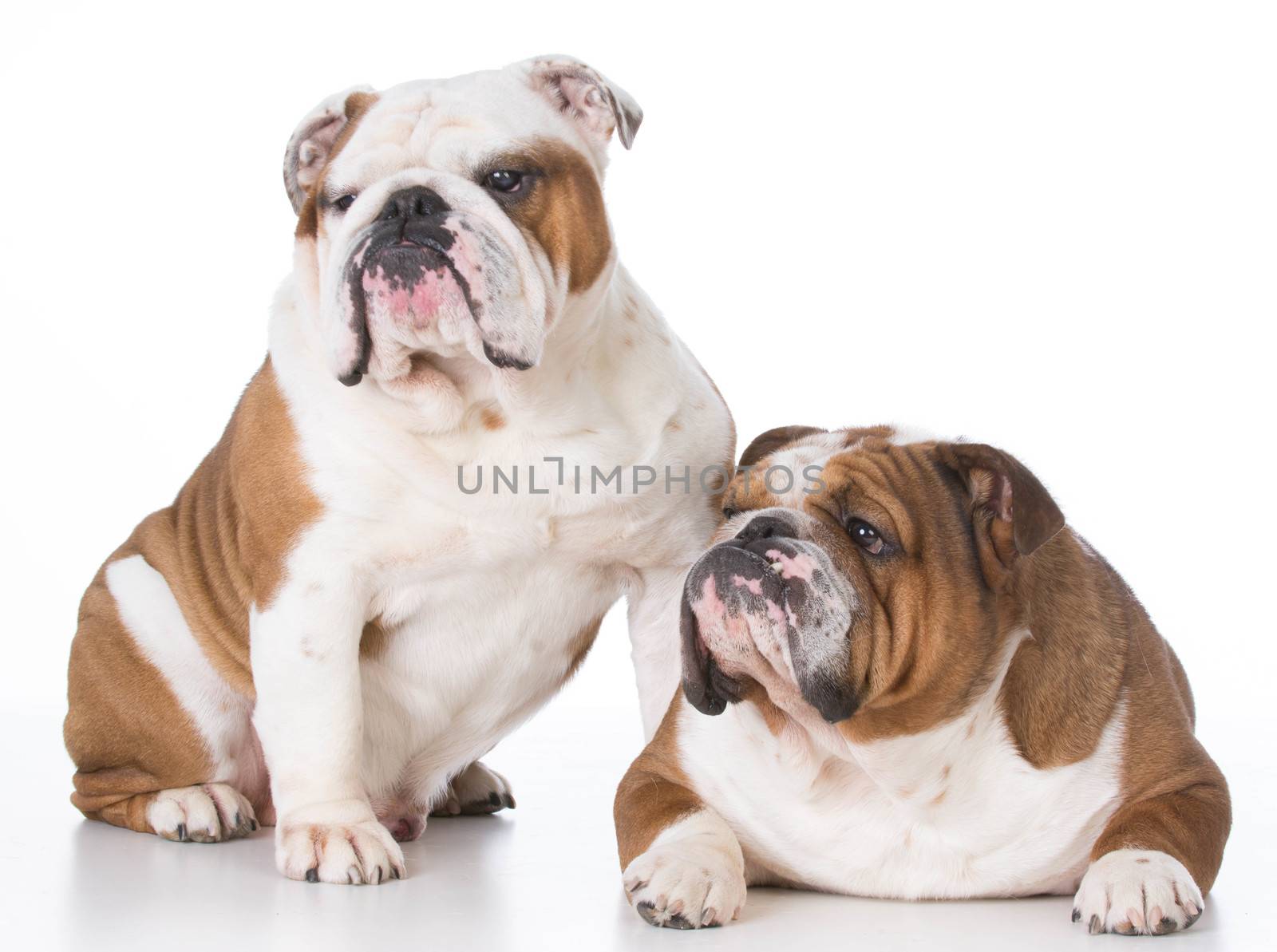 father and son bulldogs on white background