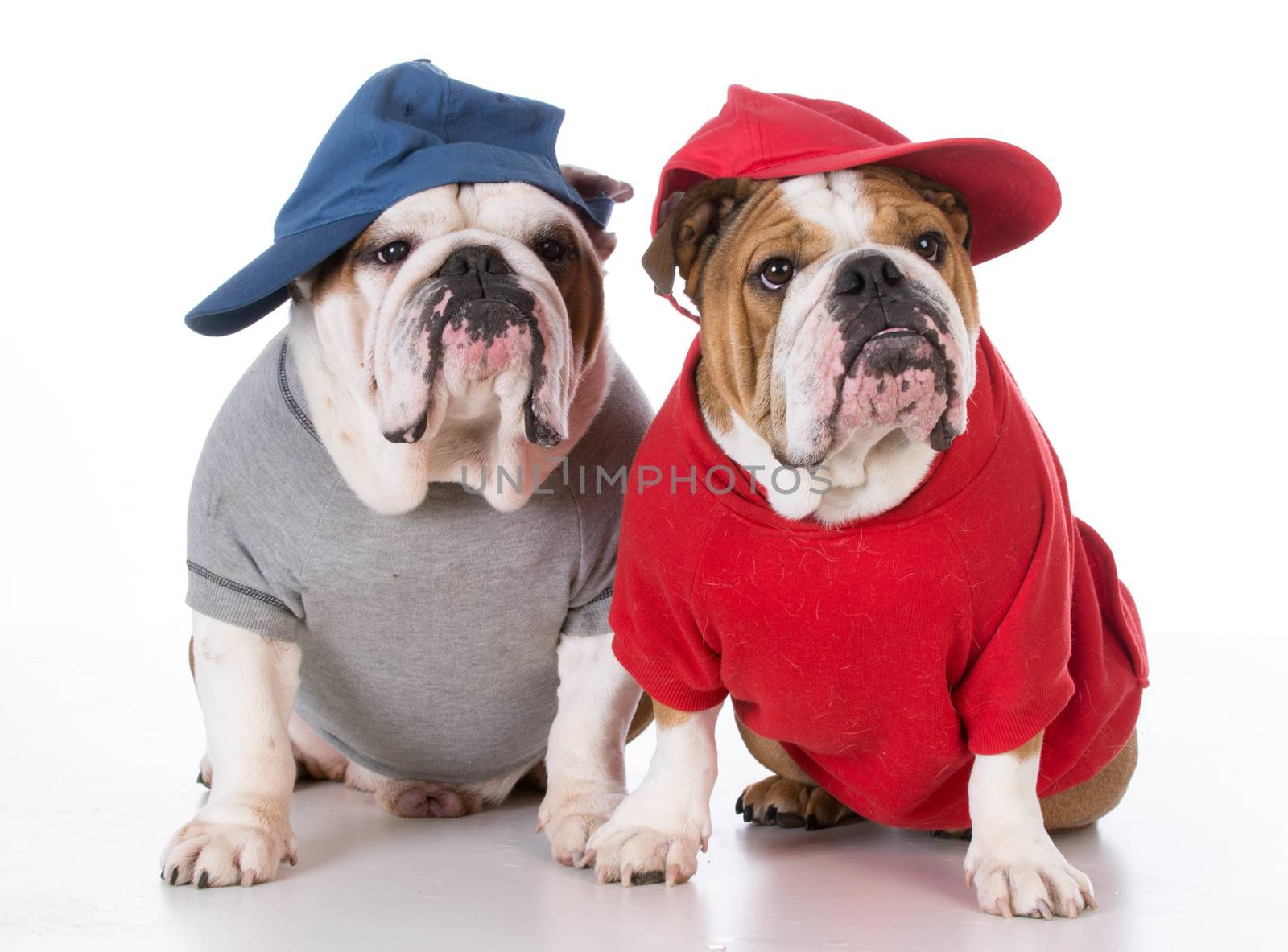 two english bulldogs wearing sweaters and hats on white background