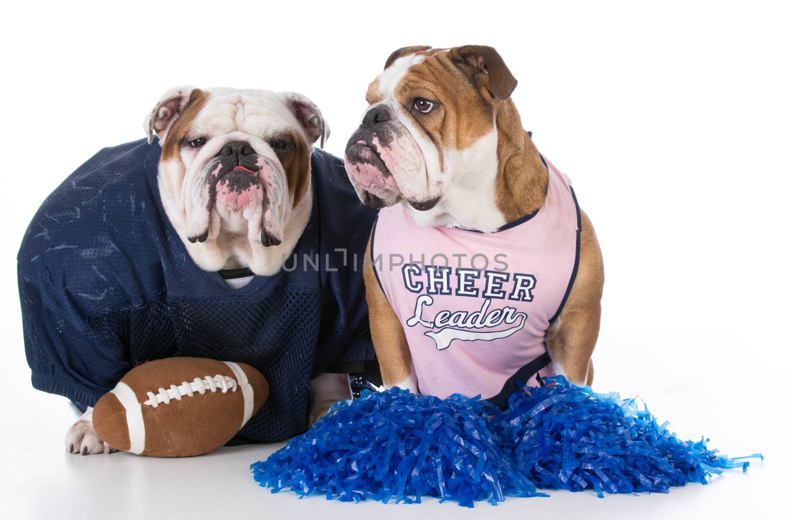 bulldogs dressed like football player and cheerleader