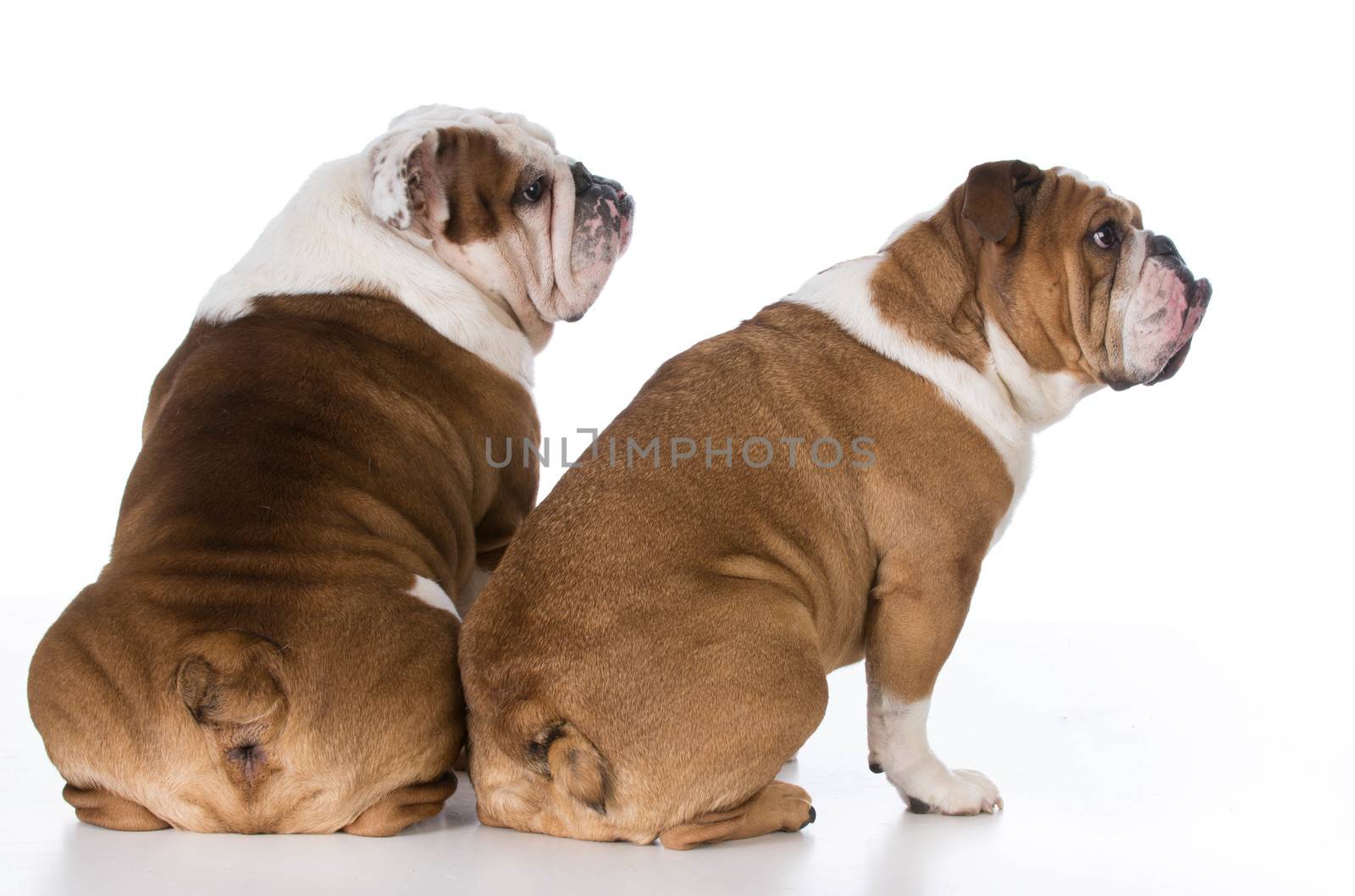 two english bulldog from backside looking over shoulder