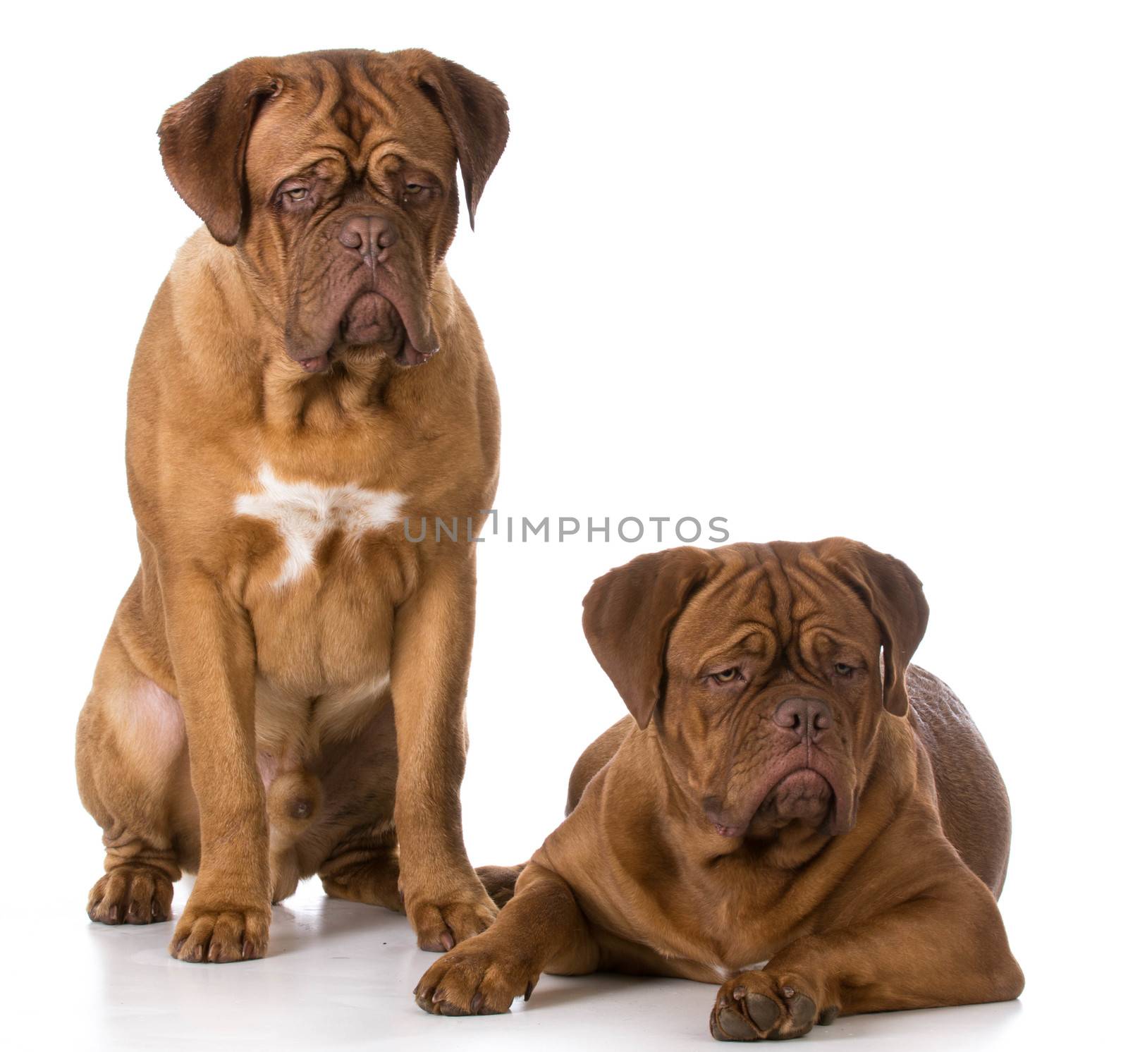 two dogue de bordeaux puppies on white background