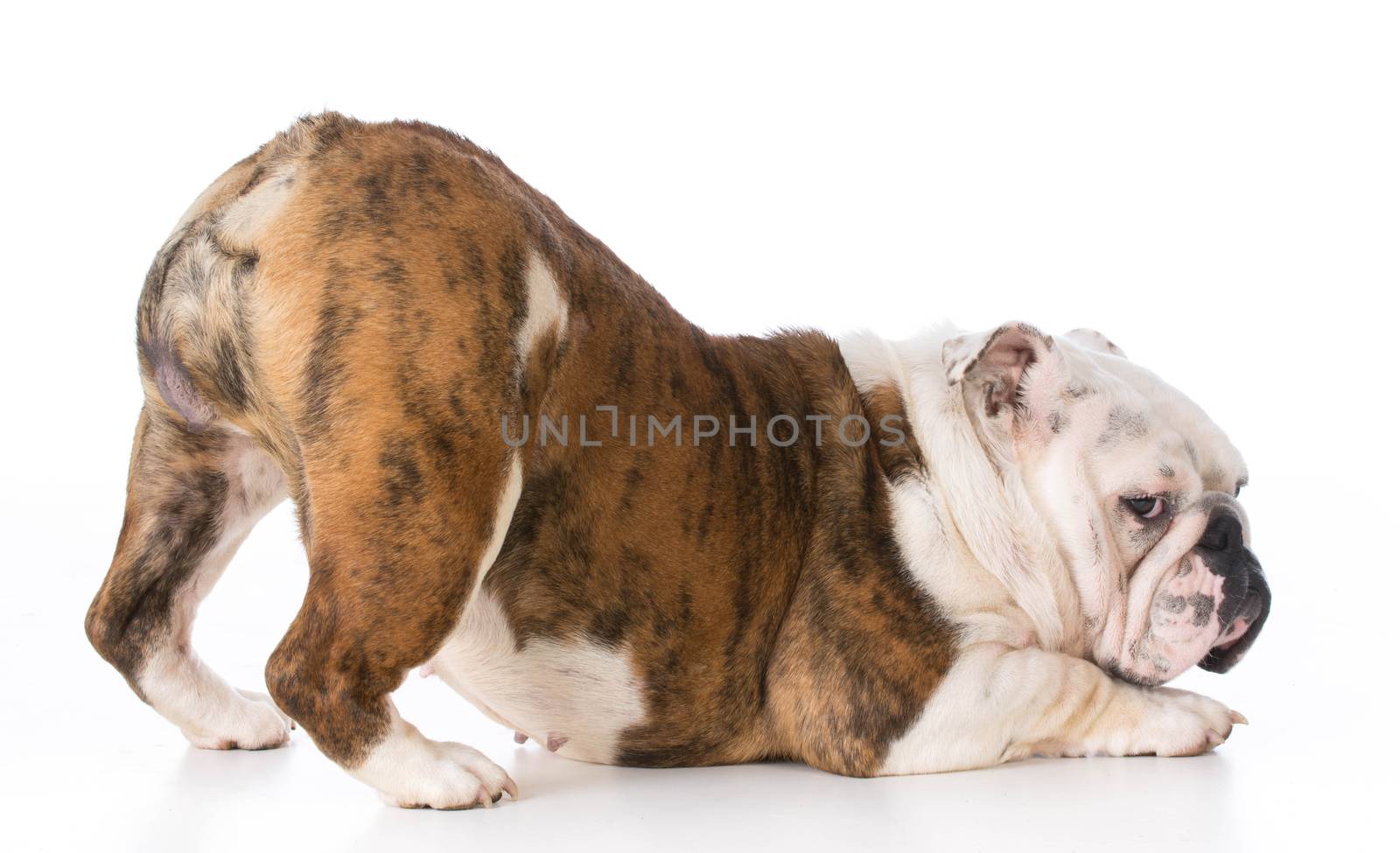 bulldog with bum up in the air and looking at viewer on white background