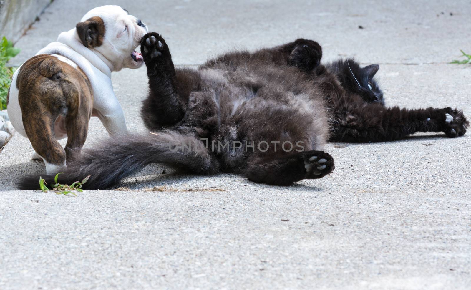 bulldog puppy playing with cat outside