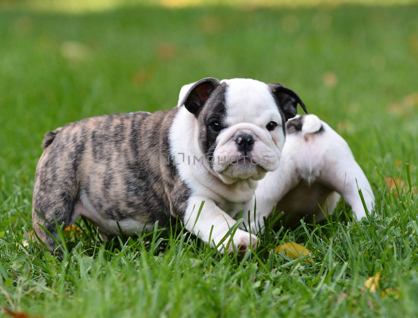 bulldog puppy playing outside 8 weeks old