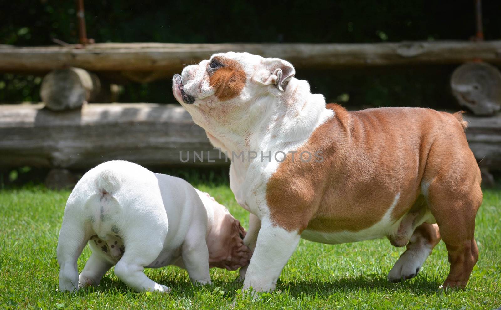 puppy and adult dog playing outside - bulldog puppy 3 months and adult 6 years