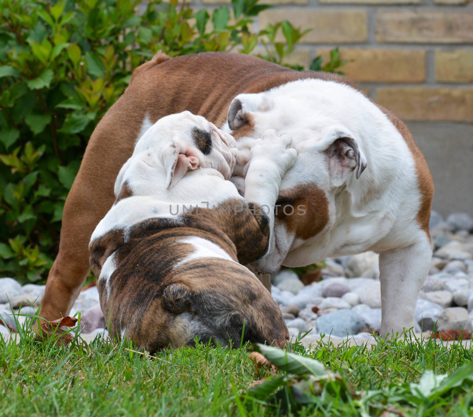 adult and puppy bulldogs playing outside