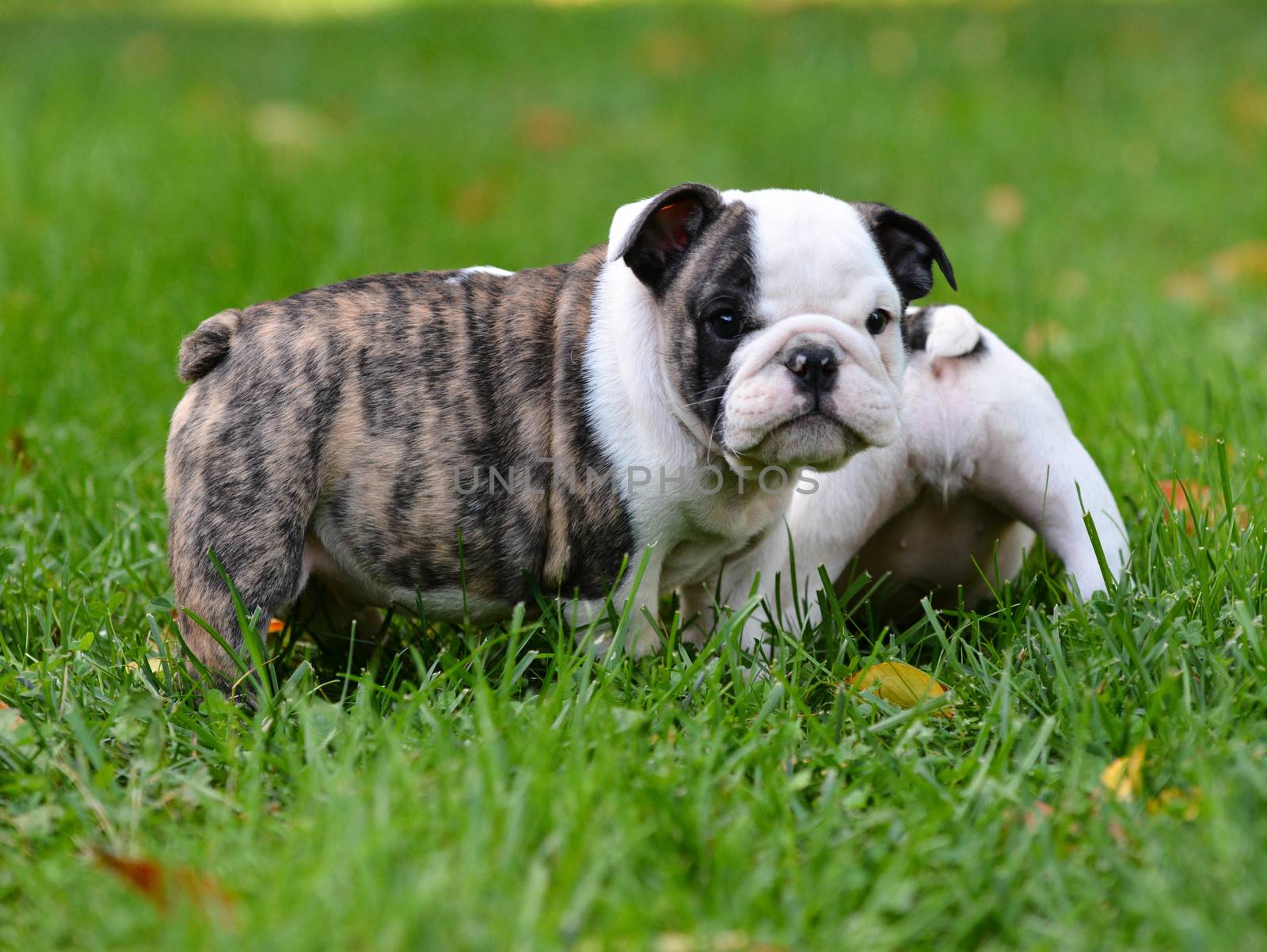 bulldog puppy playing outside 8 weeks old