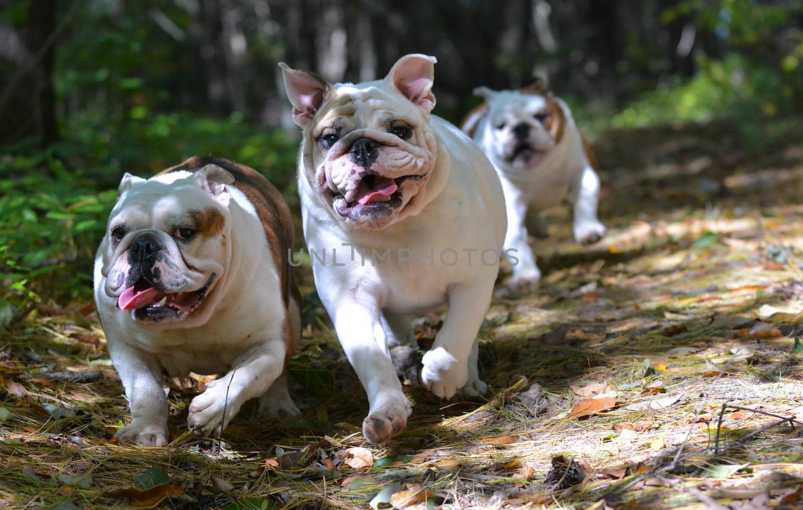 three bulldogs playing outside in the woods in autumn