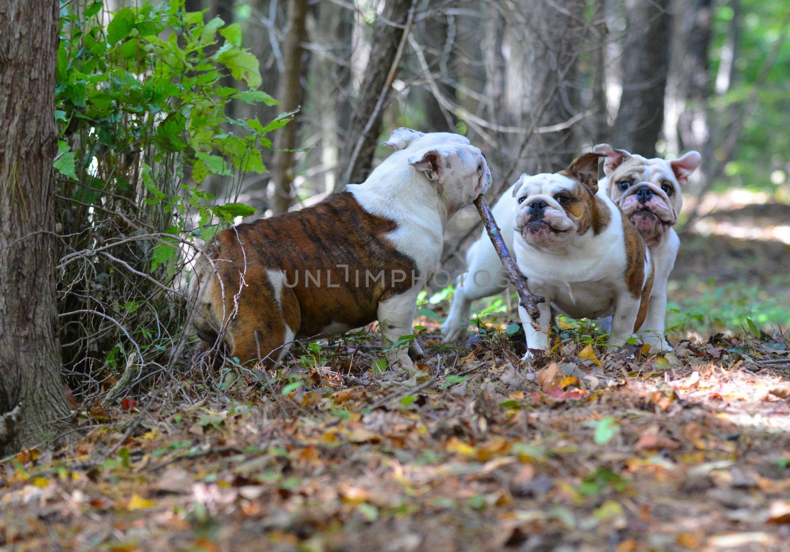 dogs playing by willeecole123