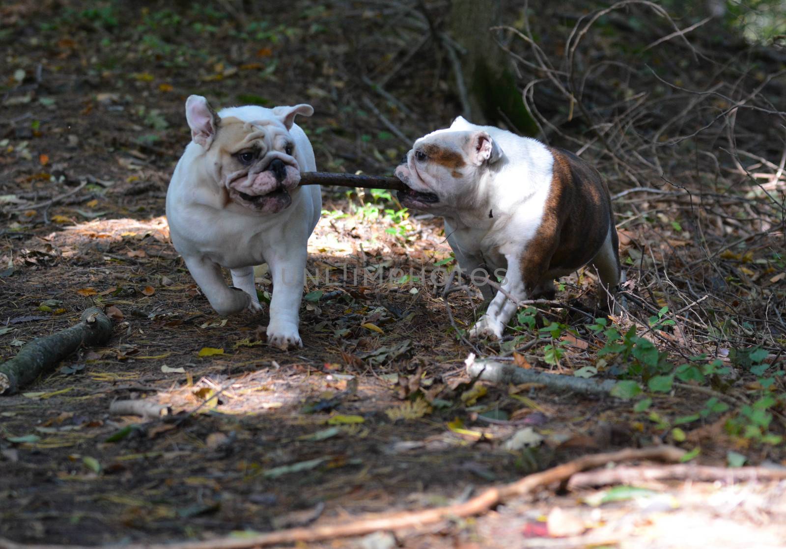 two bulldogs playing outside in the woods in autumn