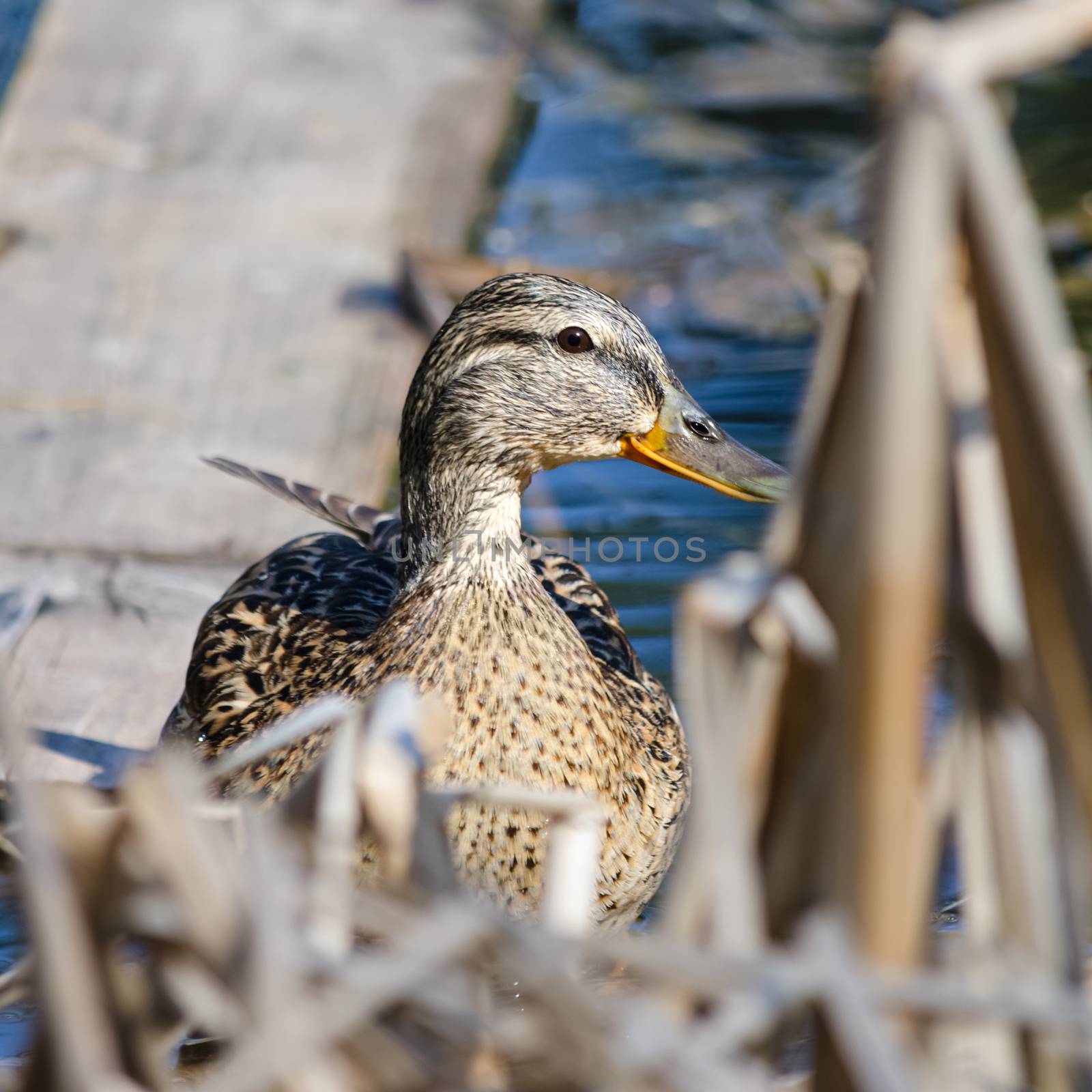 Wild ducks in the spring, the city is littered with ponds.