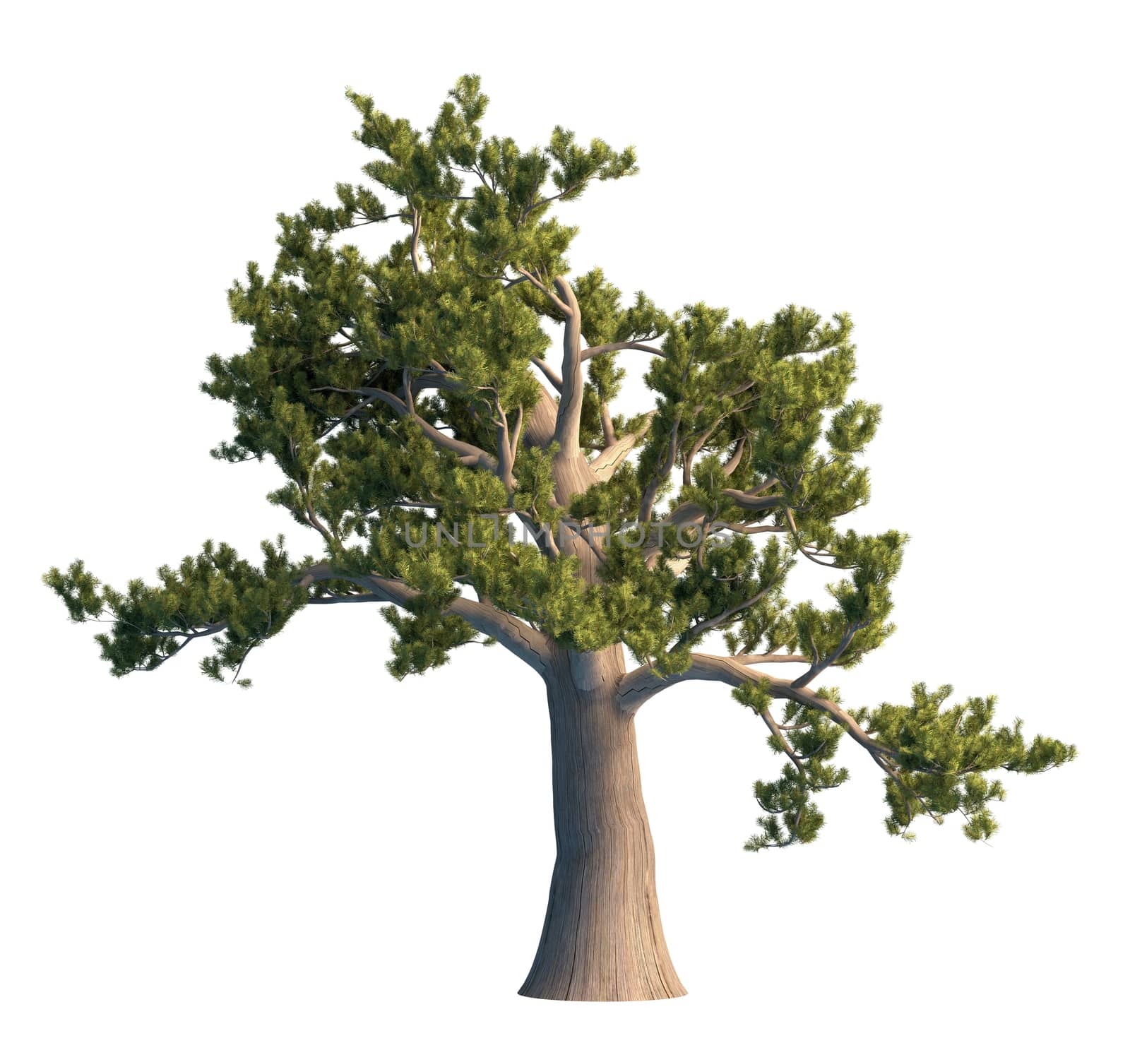 3D rendering pine tree isolated on white background