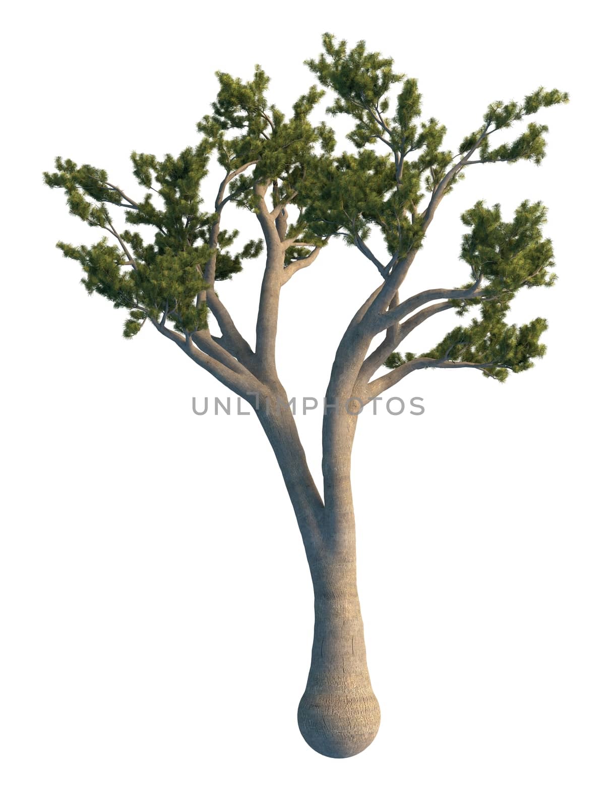 3D rendering pine tree isolated on white background