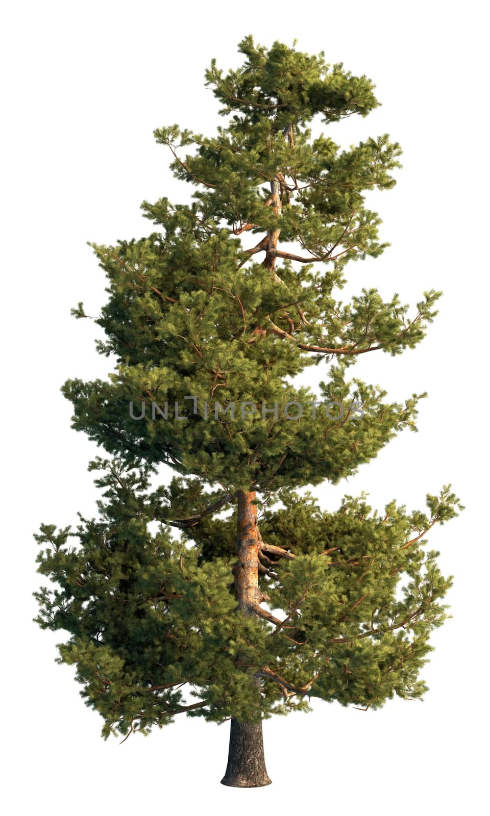 3D rendering pine tree isolated on white background