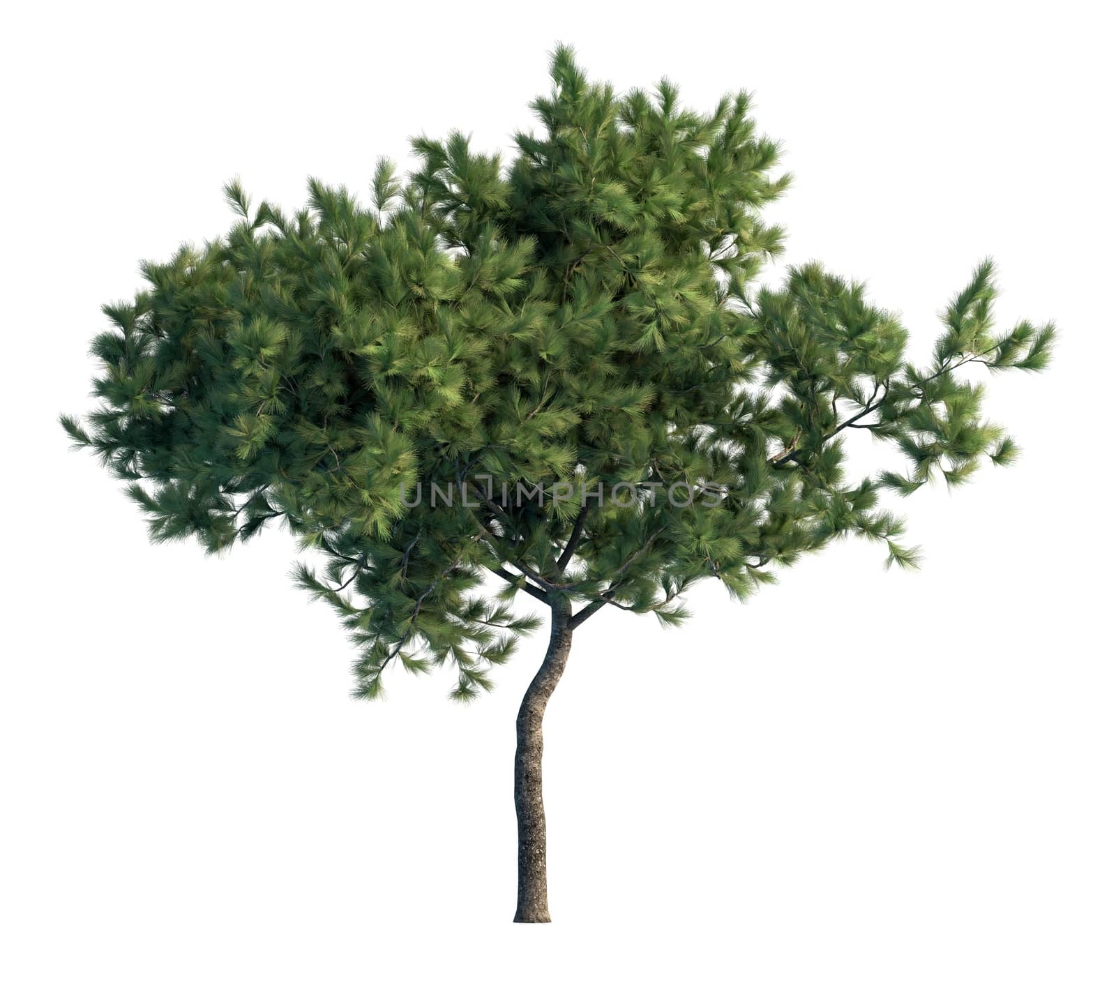 3D rendering pine tree isolated on white background