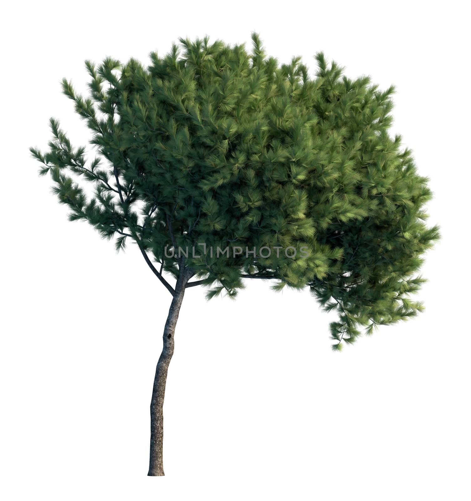 3D rendering pine tree isolated on white background