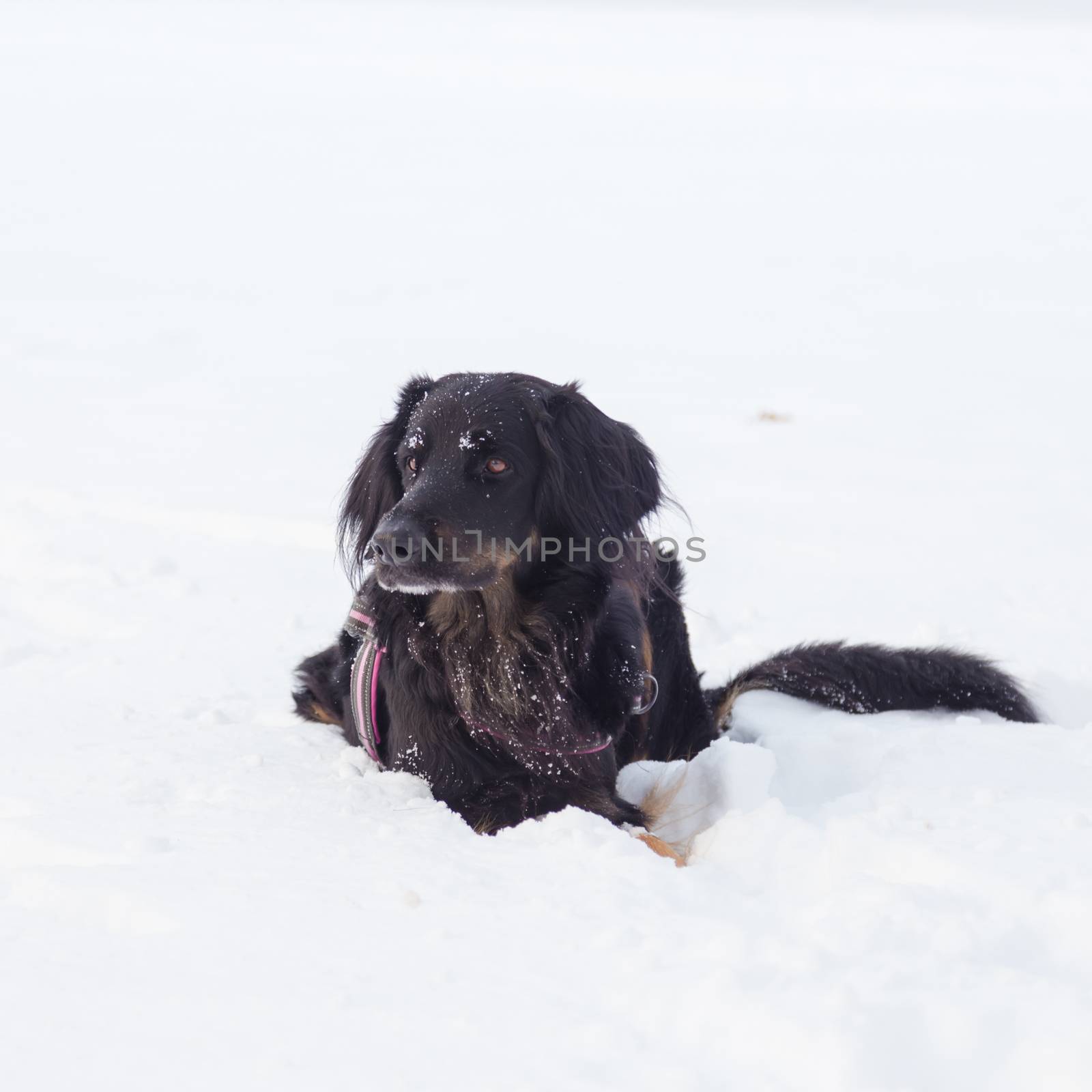 A beautiful dark brown dog playing outside in cold winter snow
