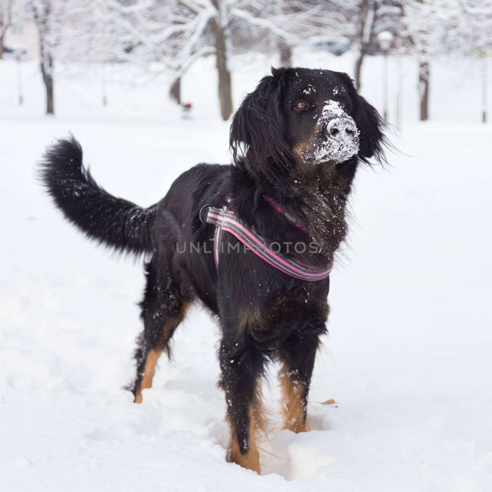 A beautiful dark brown dog playing outside in cold winter snow