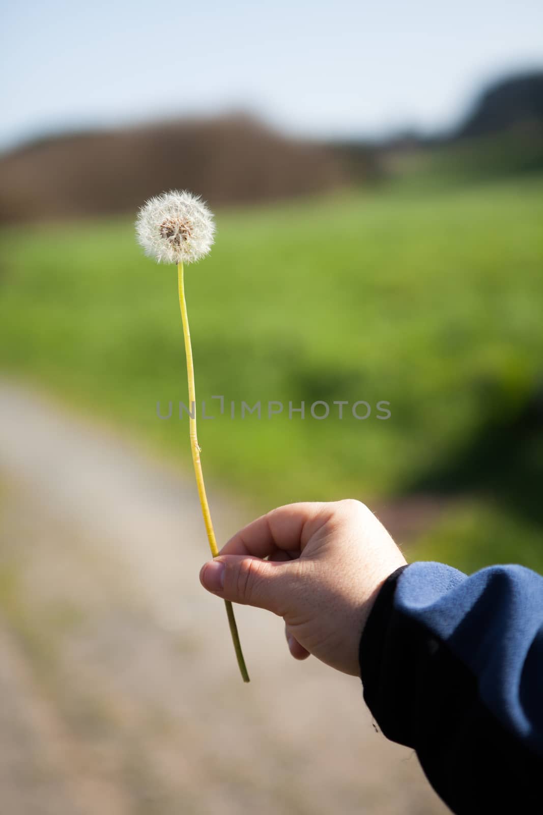 Dandelion subject with a hand on a foreign background in the field