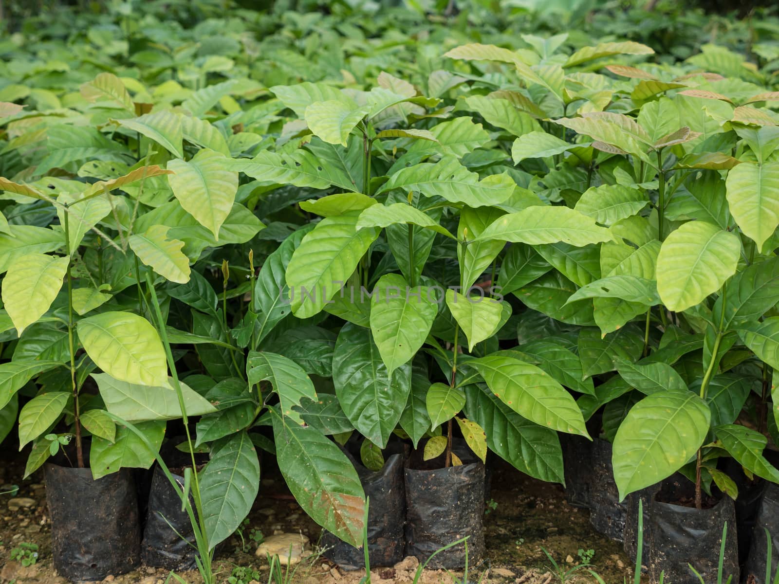 Coffee seedlings plant in a nursery, Thailand.