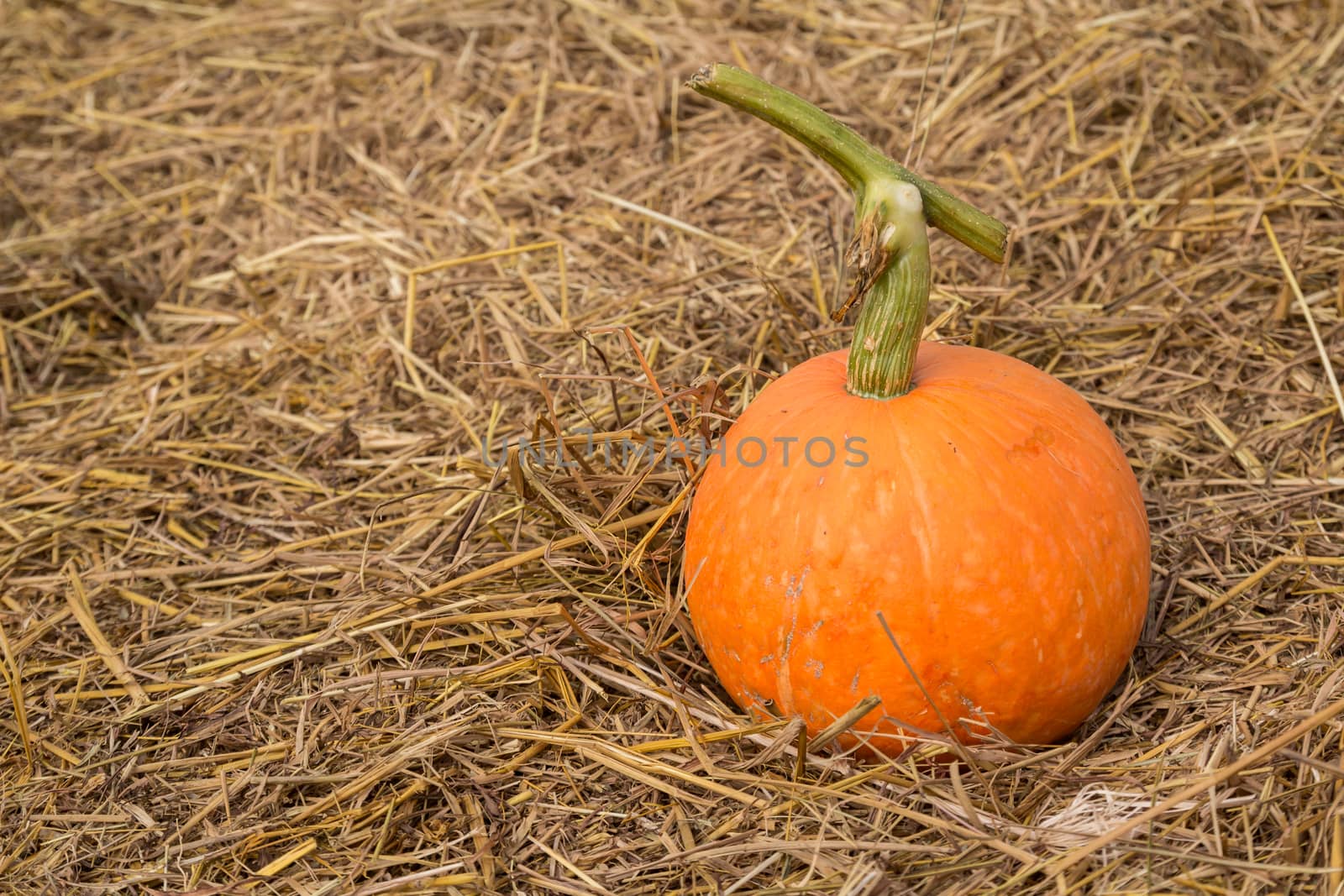 Pumpkins on straw. by lavoview