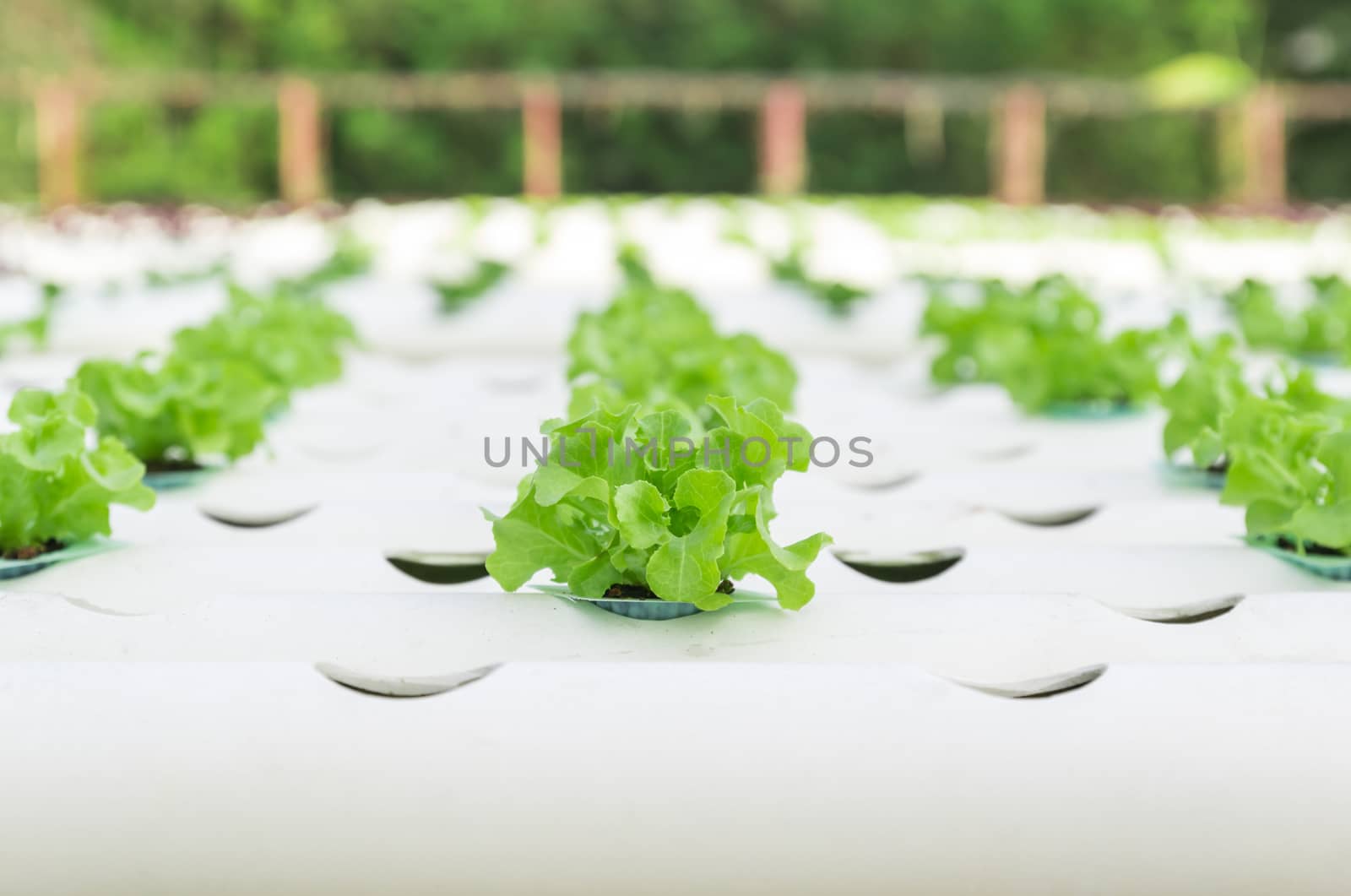 Hydroponic vegetable is planted in a garden. by lavoview