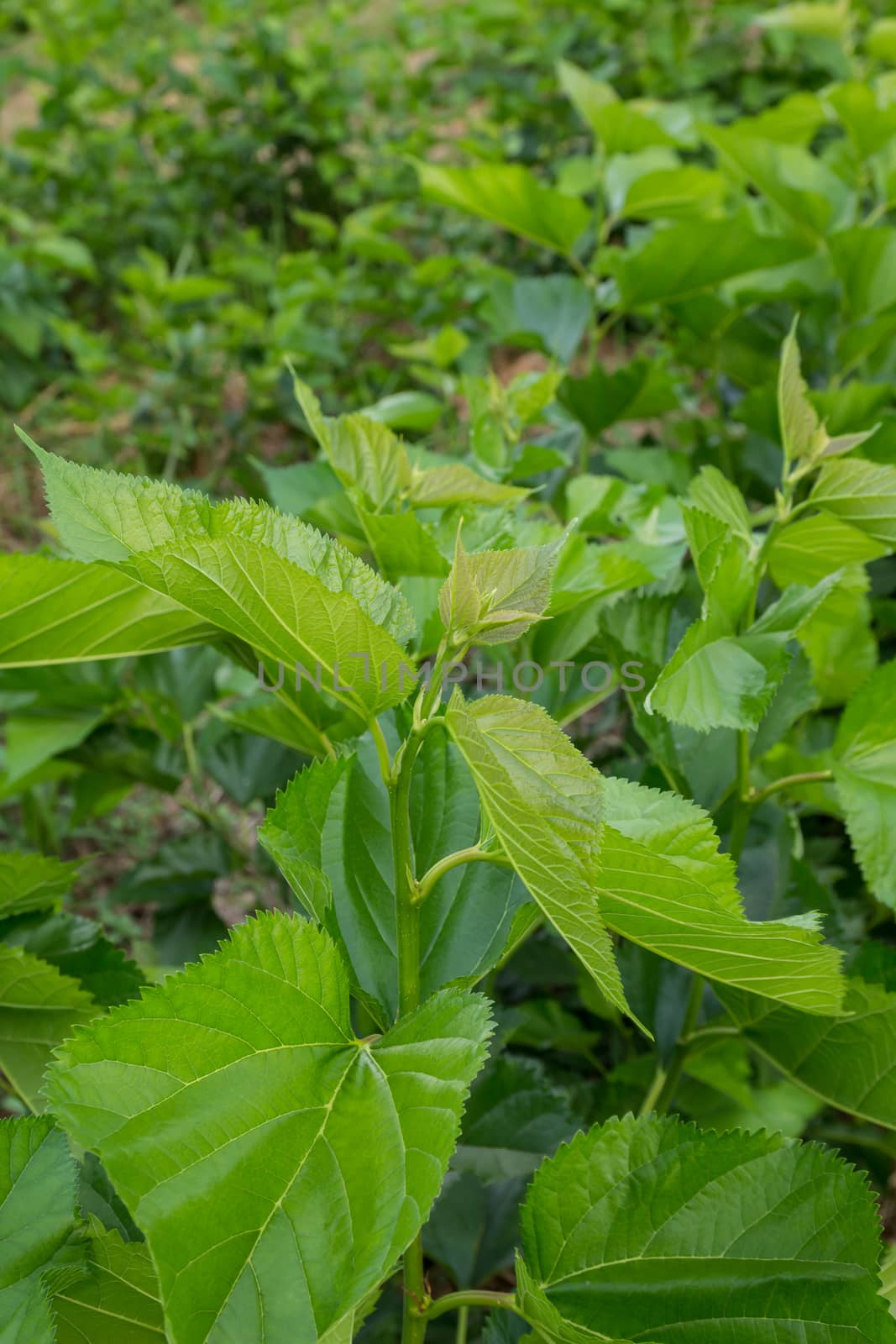 Mulberry leaf tree at field, for feed silkworm.