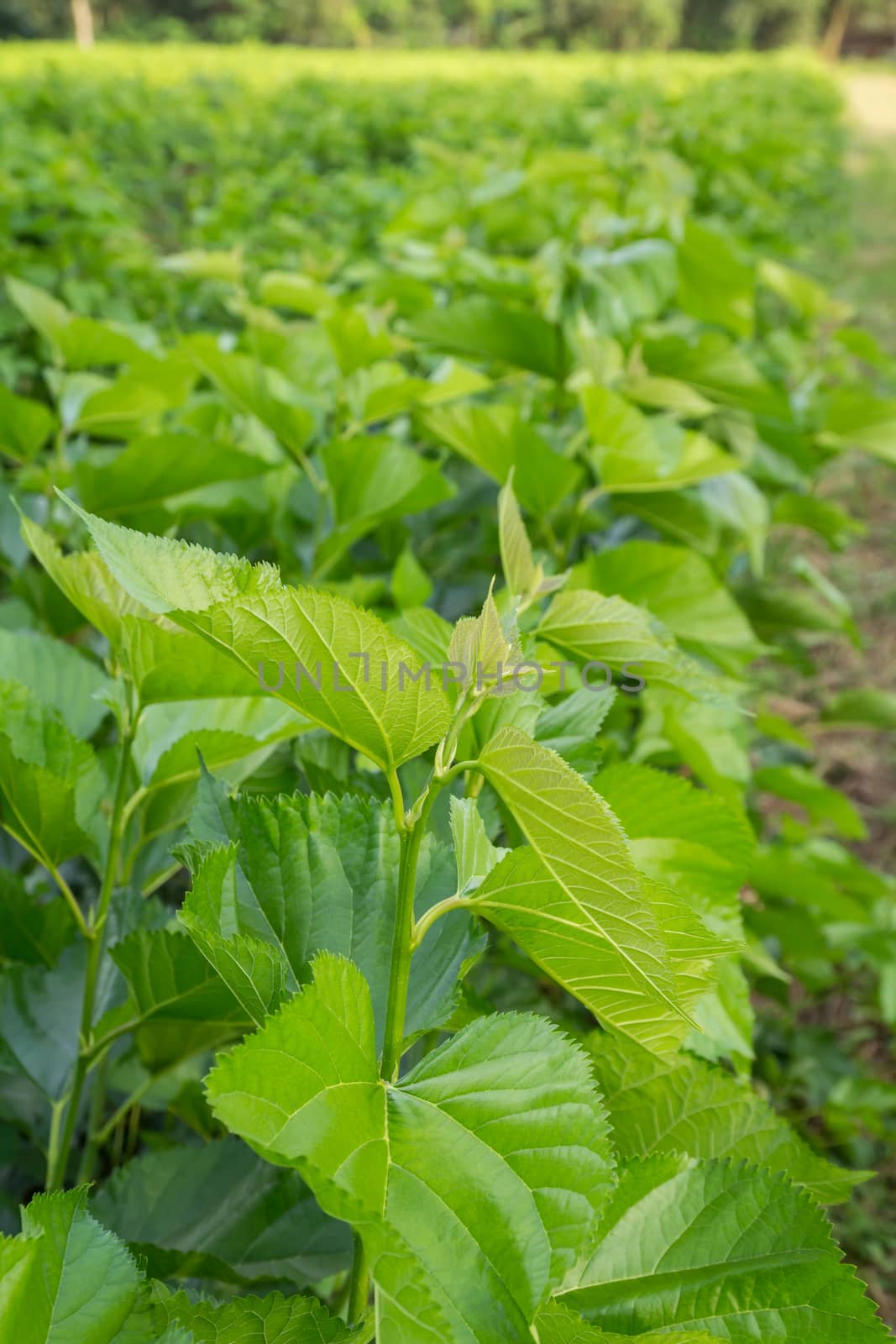 Mulberry leaf tree at field. by lavoview