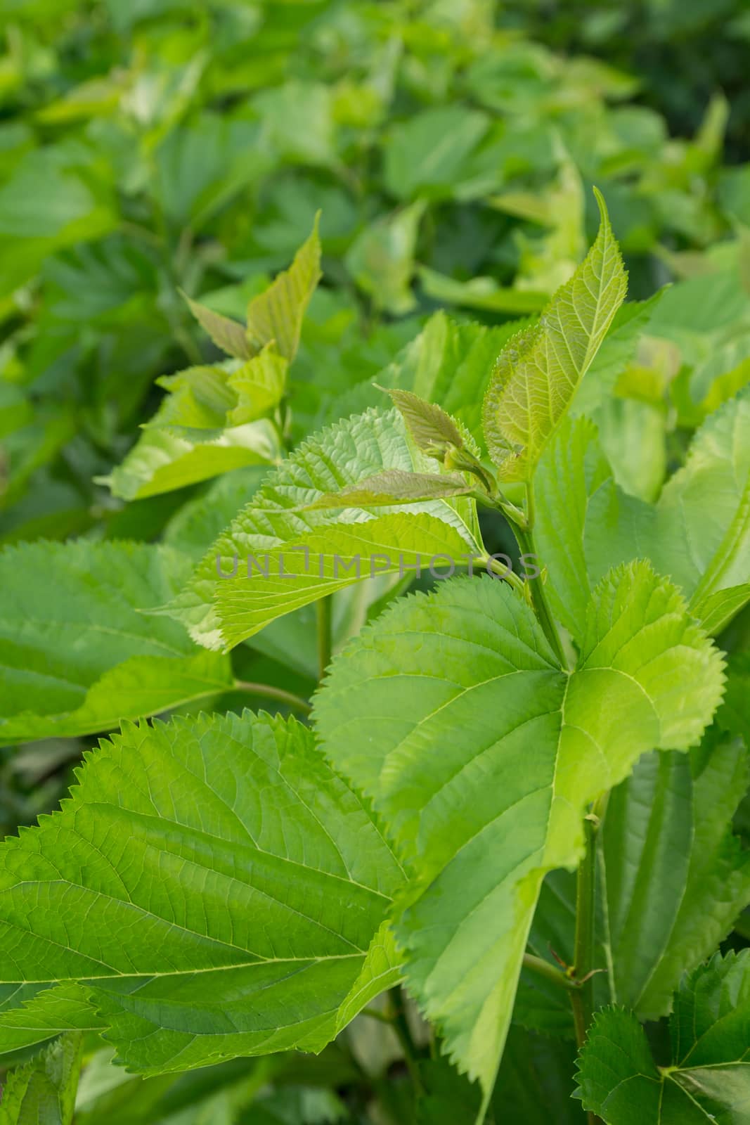 Mulberry leaf tree at field. by lavoview