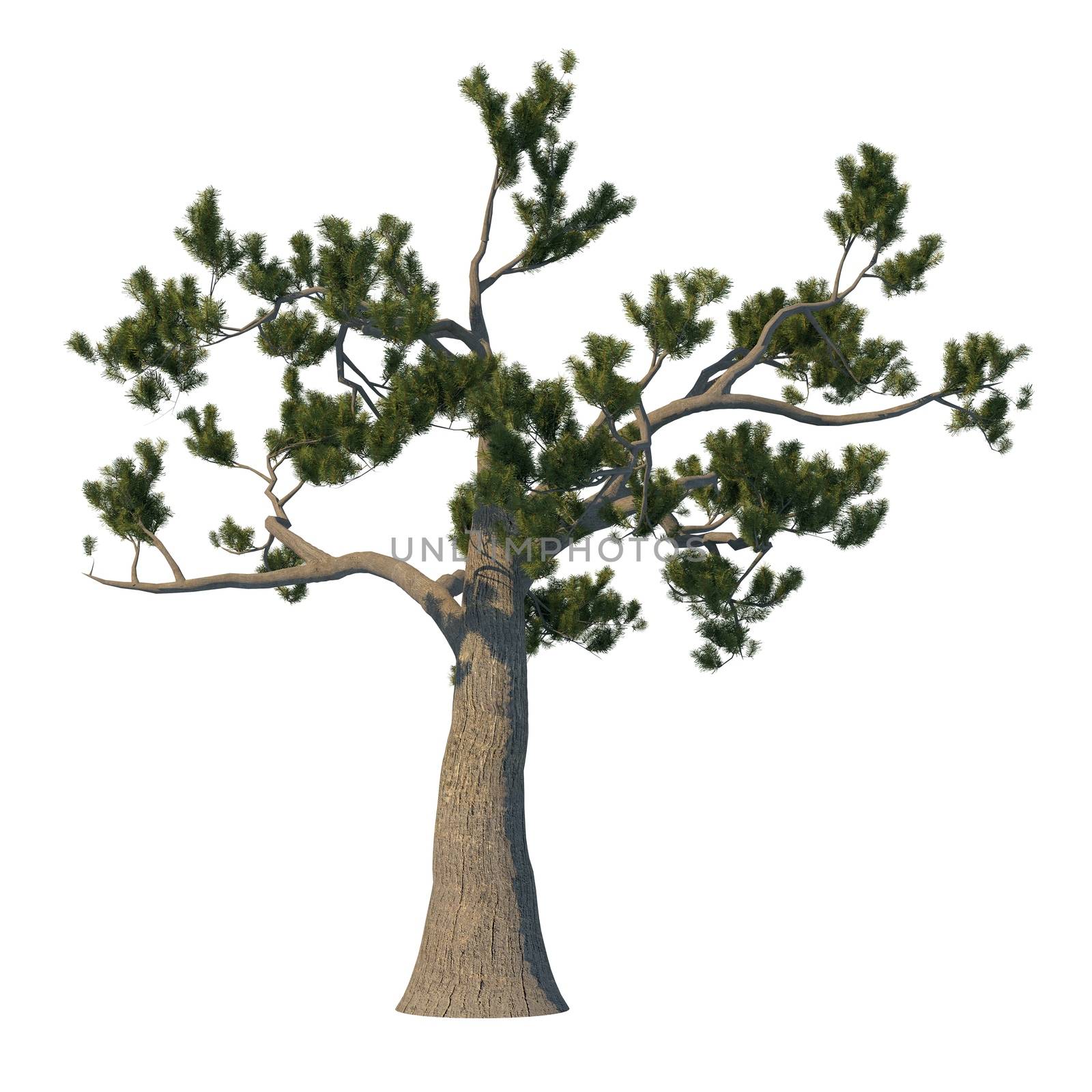 3D rendering pine tree isolated on white background