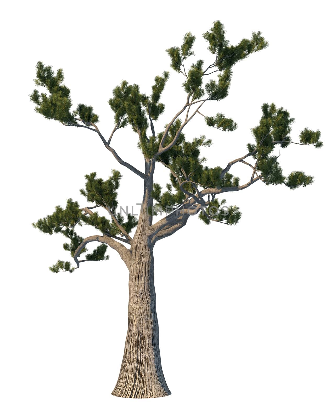 3D rendering pine tree isolated on white background