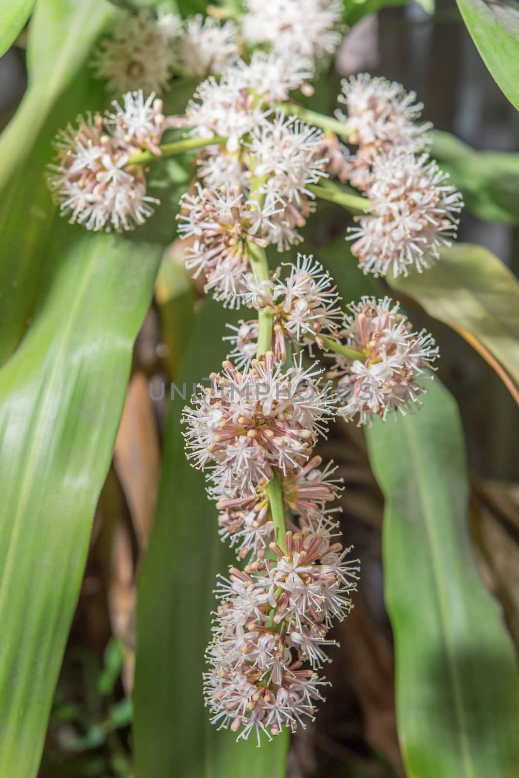 Flowers of Dracaena fragrans are blossom