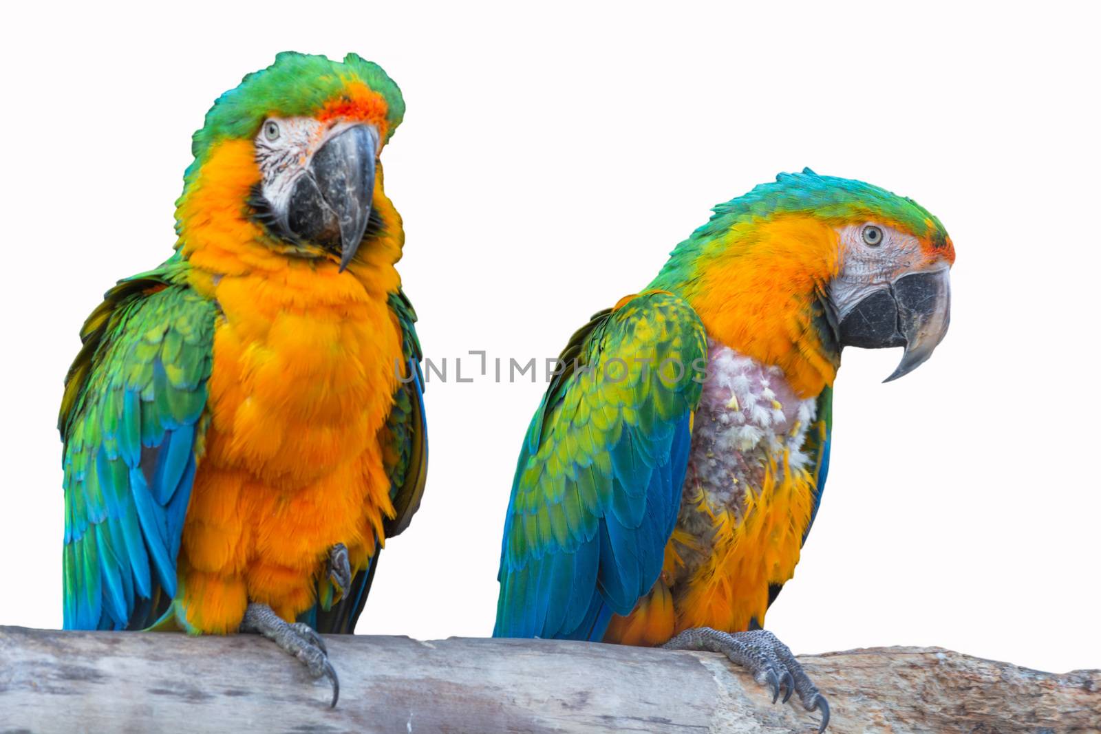 Two colorful parrots birds sitting on a pole in front of white background.
