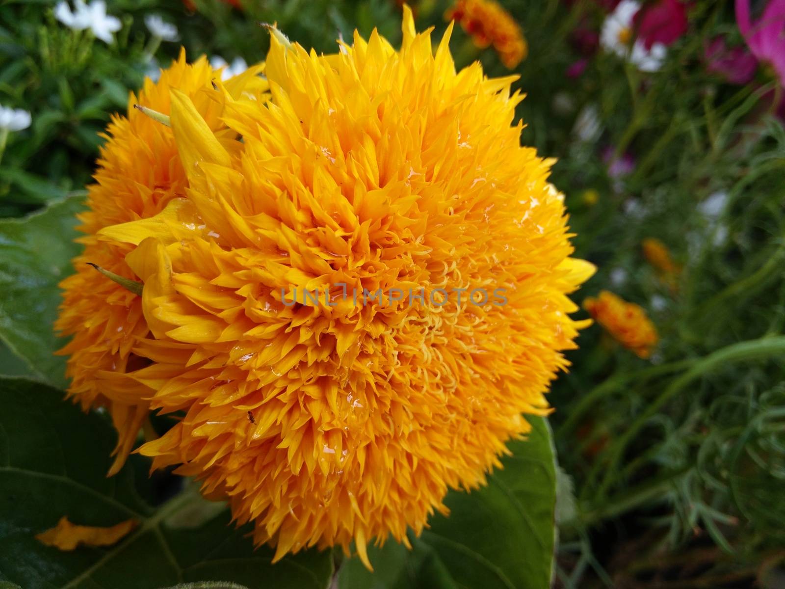 Close-up of Yellow Marigold Flower (Golden Flower)