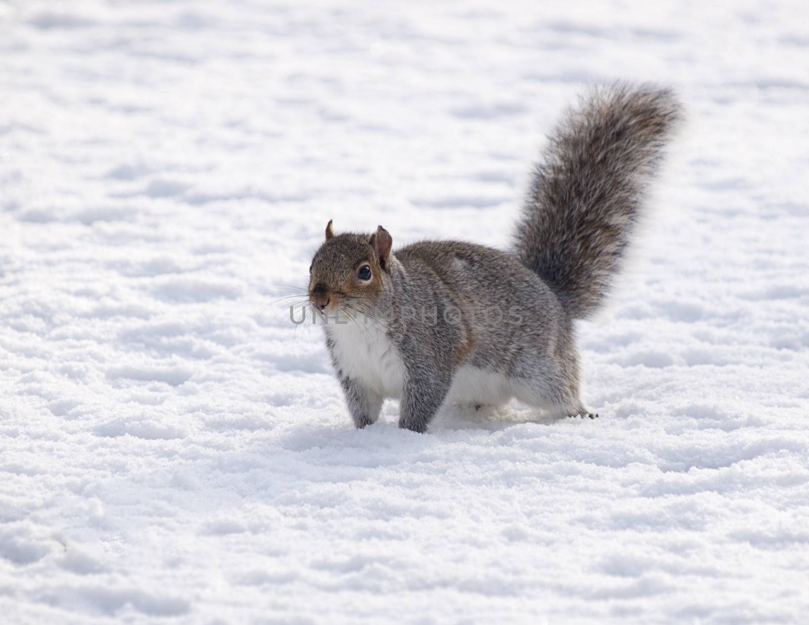 Grey squirrel in snow