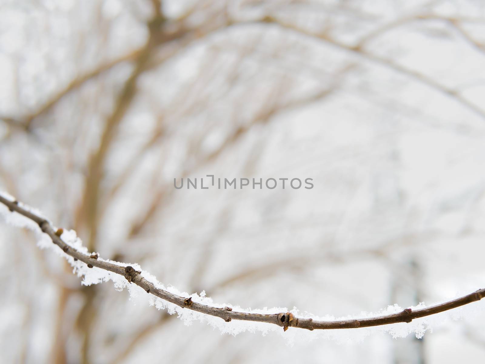 Branch or twig covered with snow, usable as wintertime decoration or illustration, framing effect, copyspace in the middle