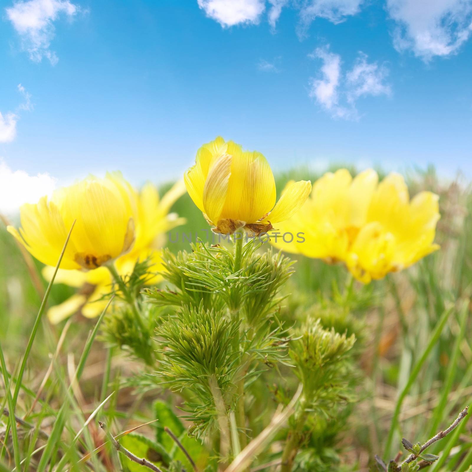 Yellow flowers (Adonis vernalis) with clouds and sky.