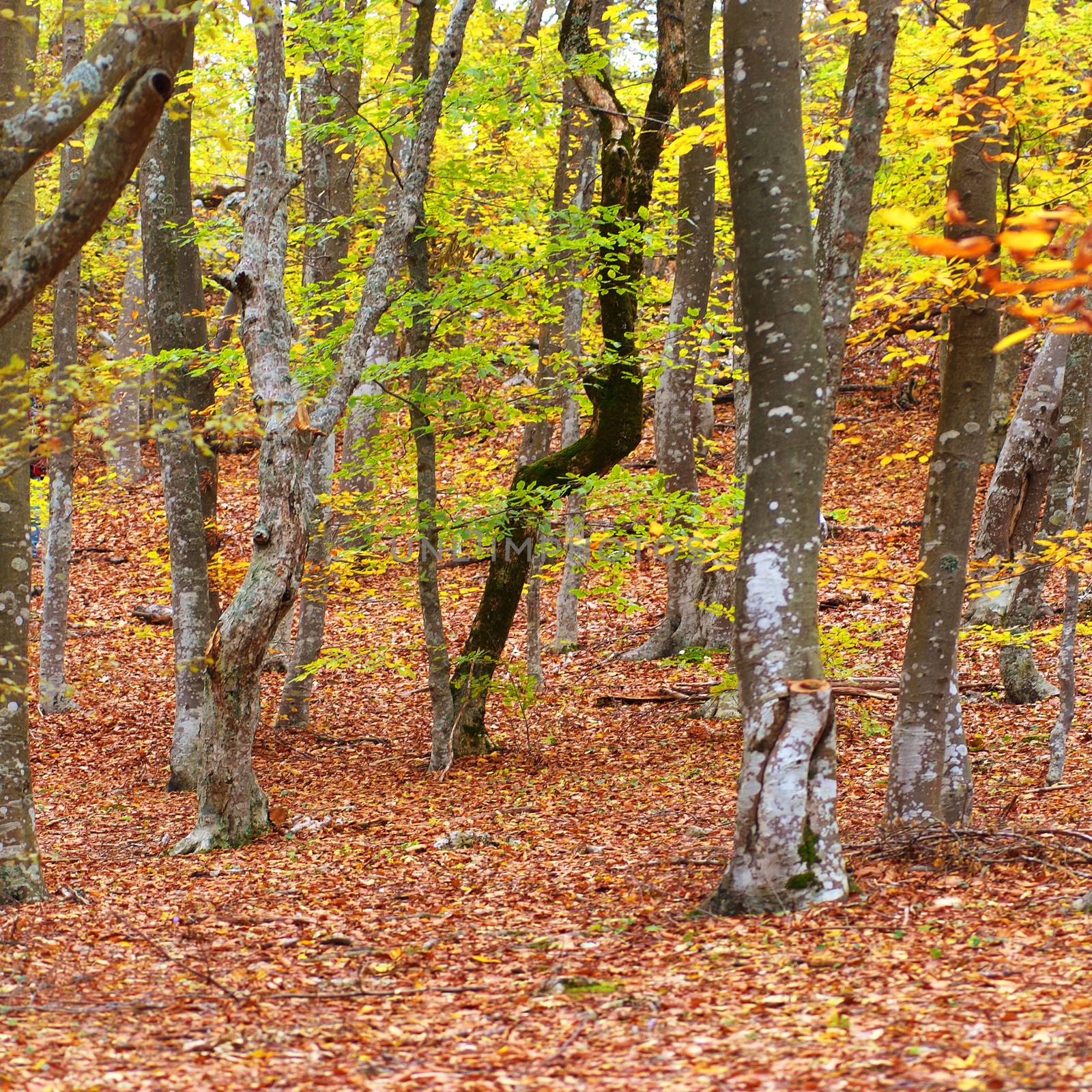 Autumn forest in the warm sunny day