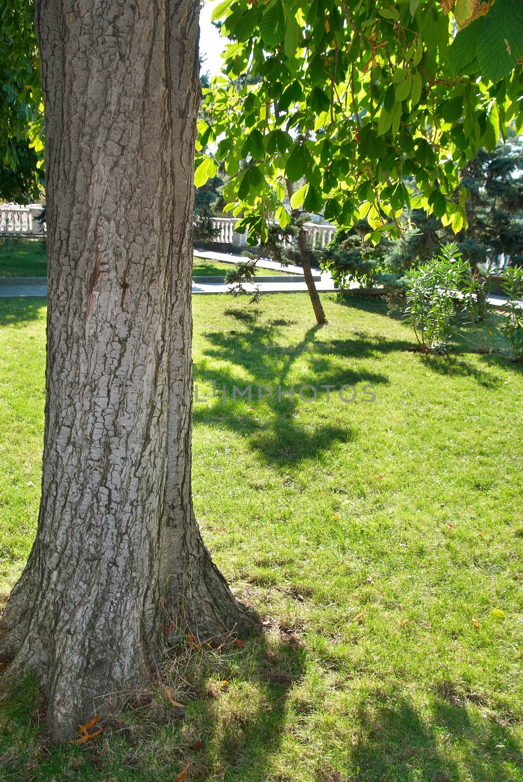 Green sunny park with grass and trees