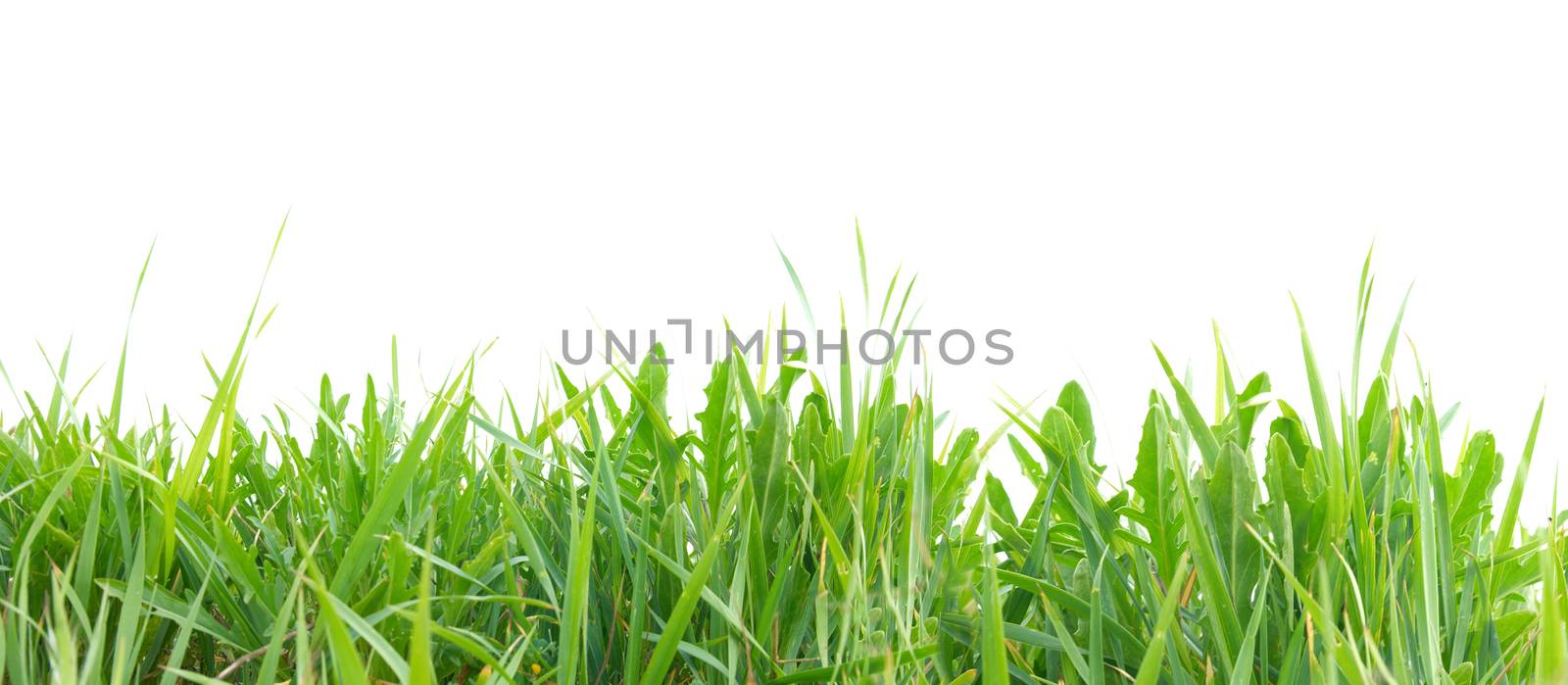 Green grass isolated on the white background