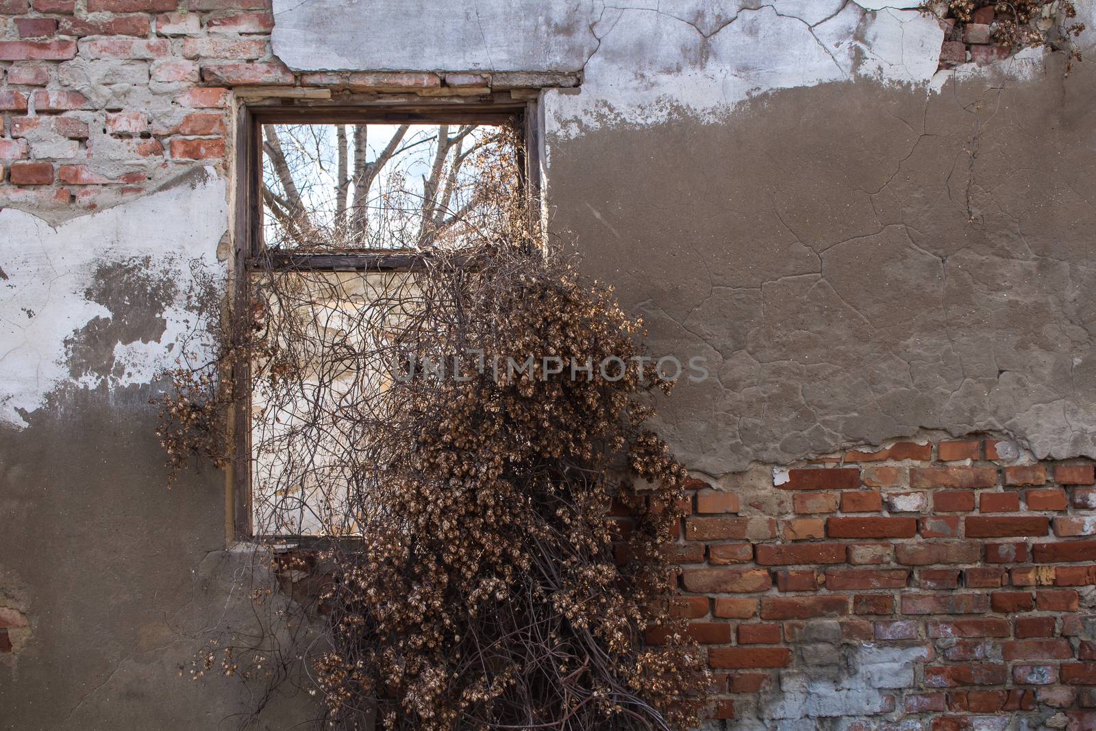 Old damaged wall of an abandoned house. Frame of a former window. Dry climbing plants in the window.