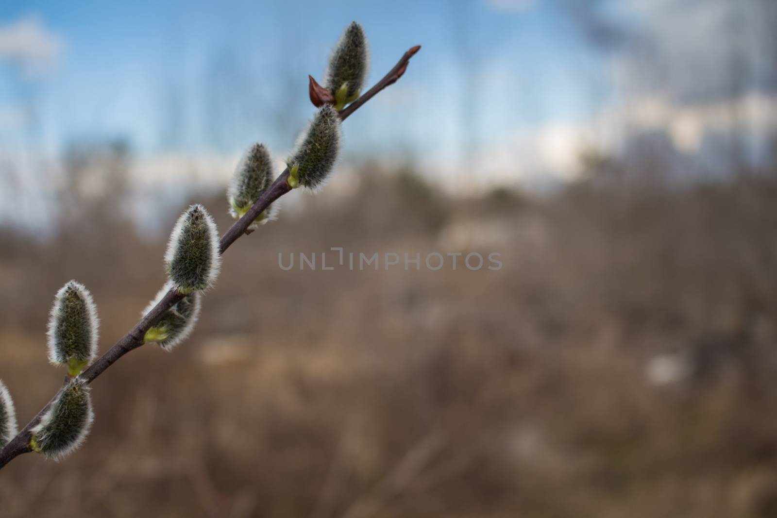 Catkins and the nature by YassminPhoto